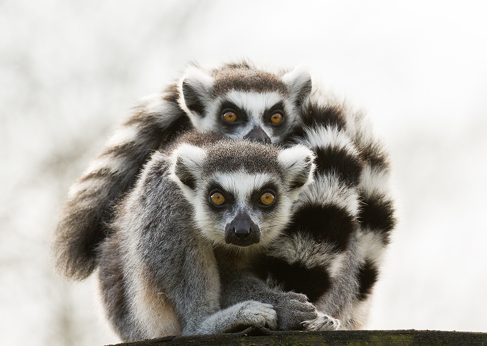 Lemur Hug