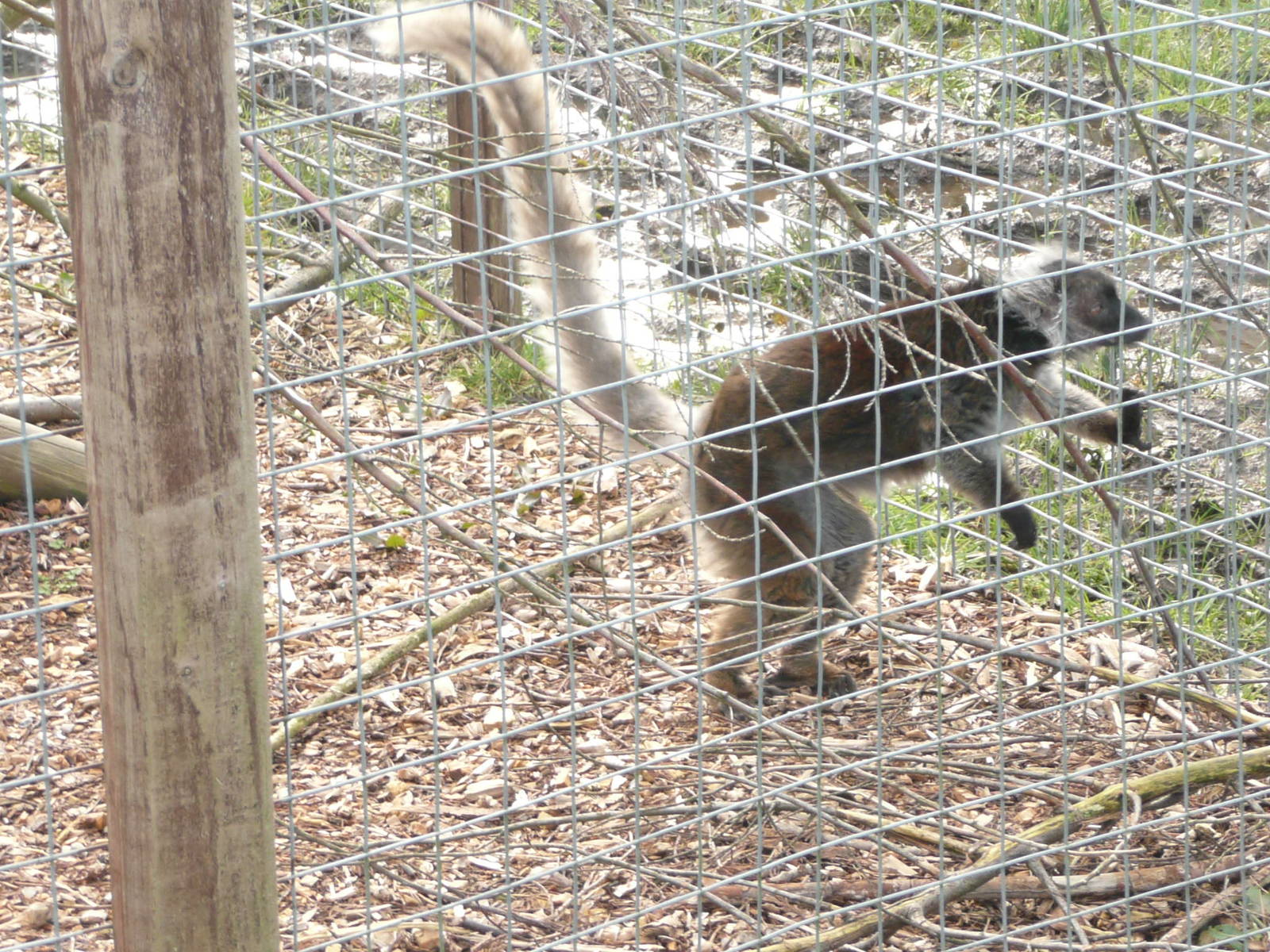 Lemur - identification please