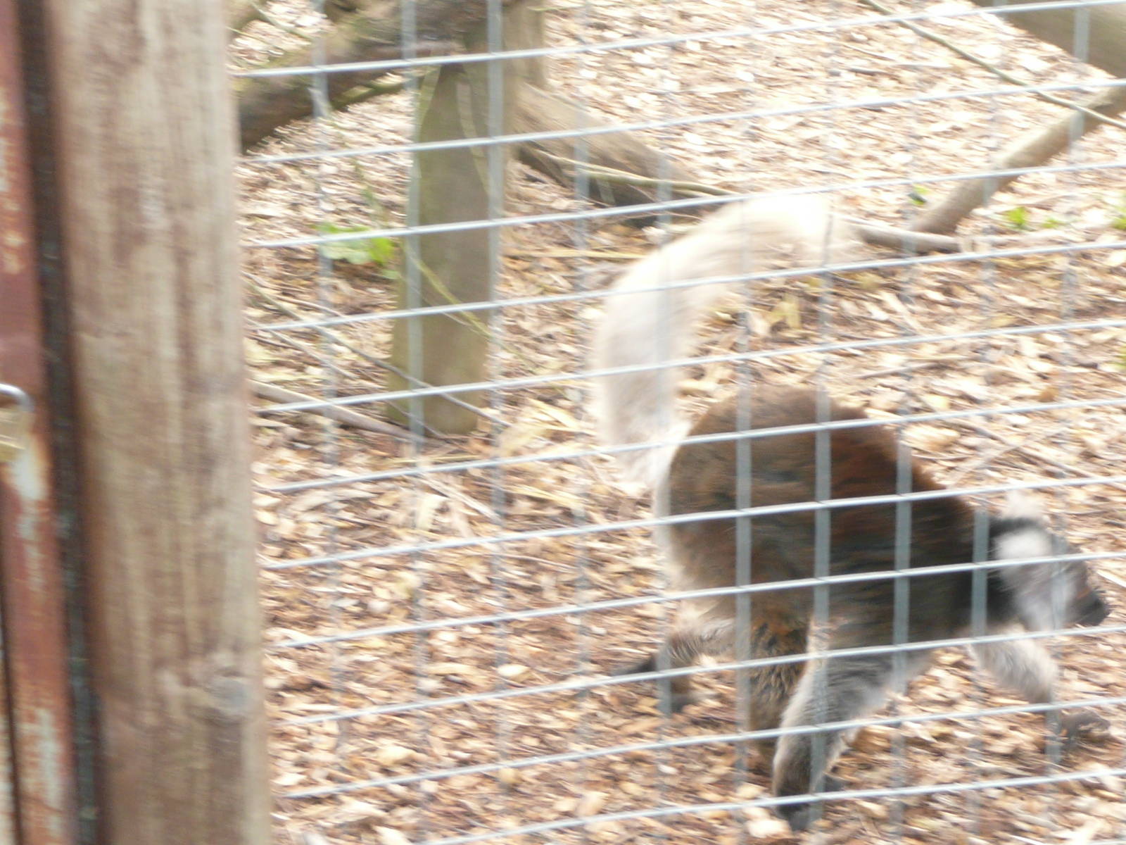 Lemur - identification please