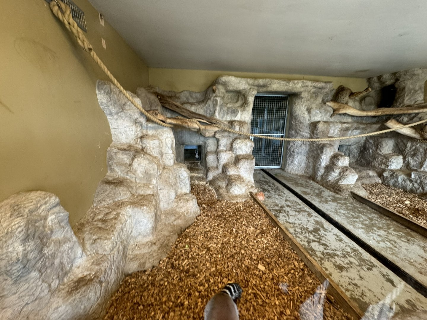 Lemur Indoor Enclosure at Wolds Wildlife Park (March 2024)