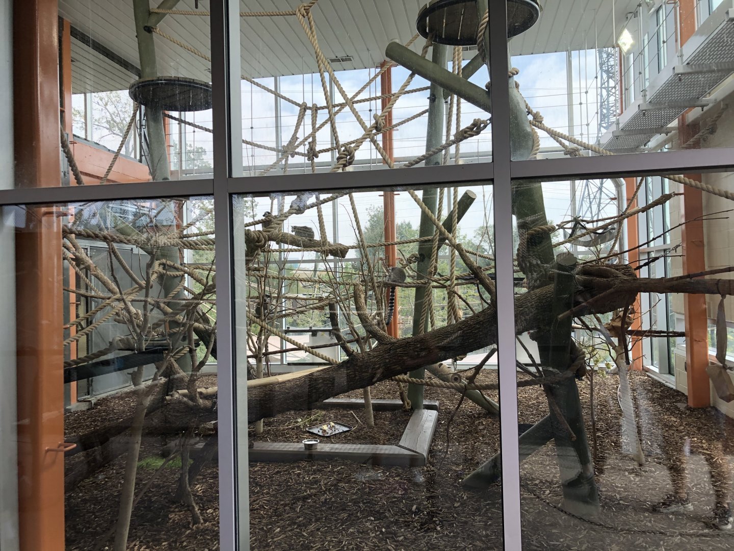 Lemur Indoor Exhibit