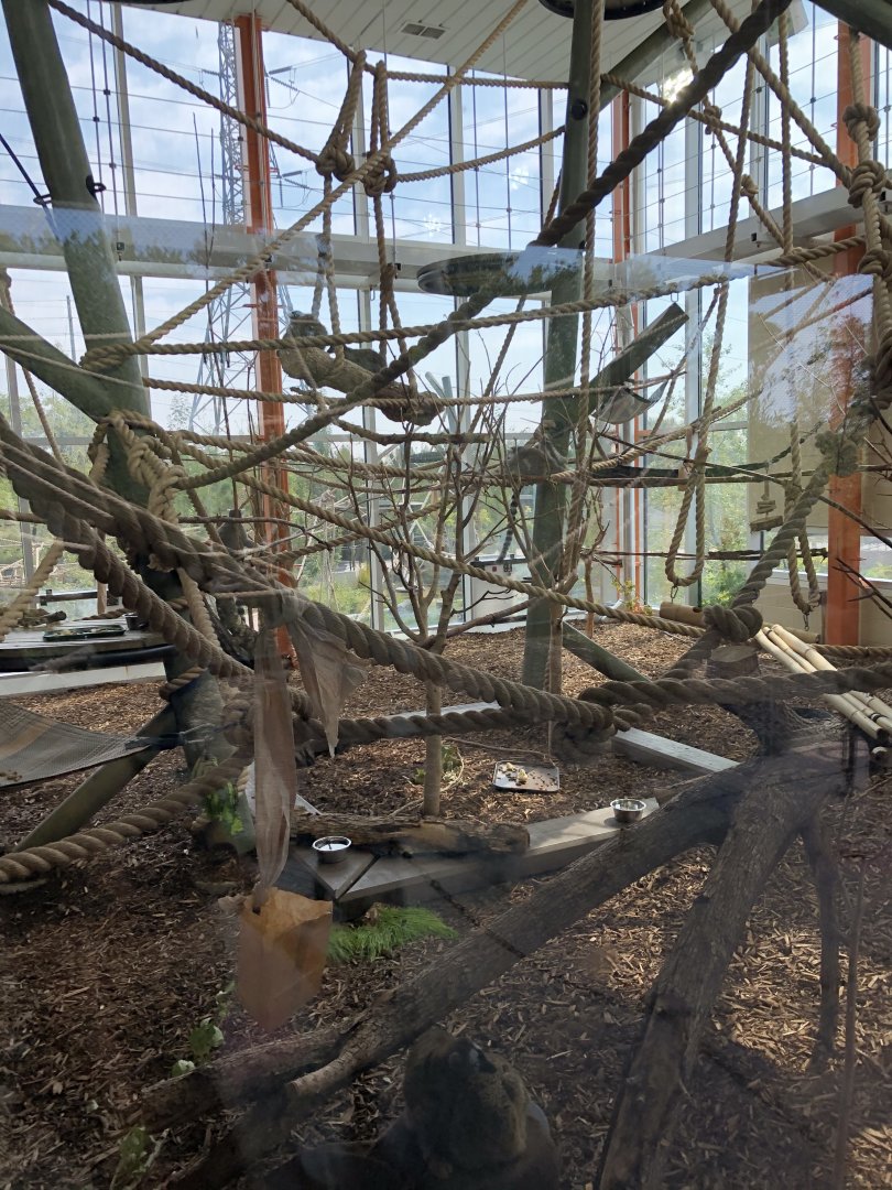 Lemur Indoor Exhibit