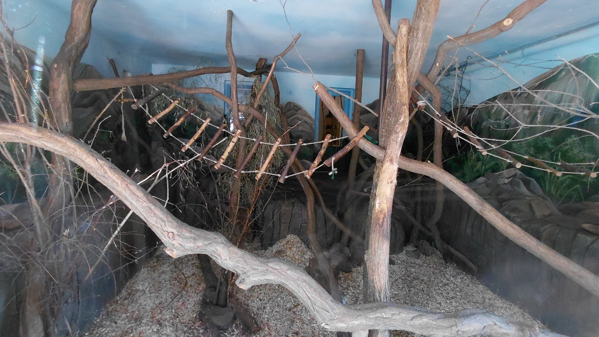 Lemur indoor exhibit