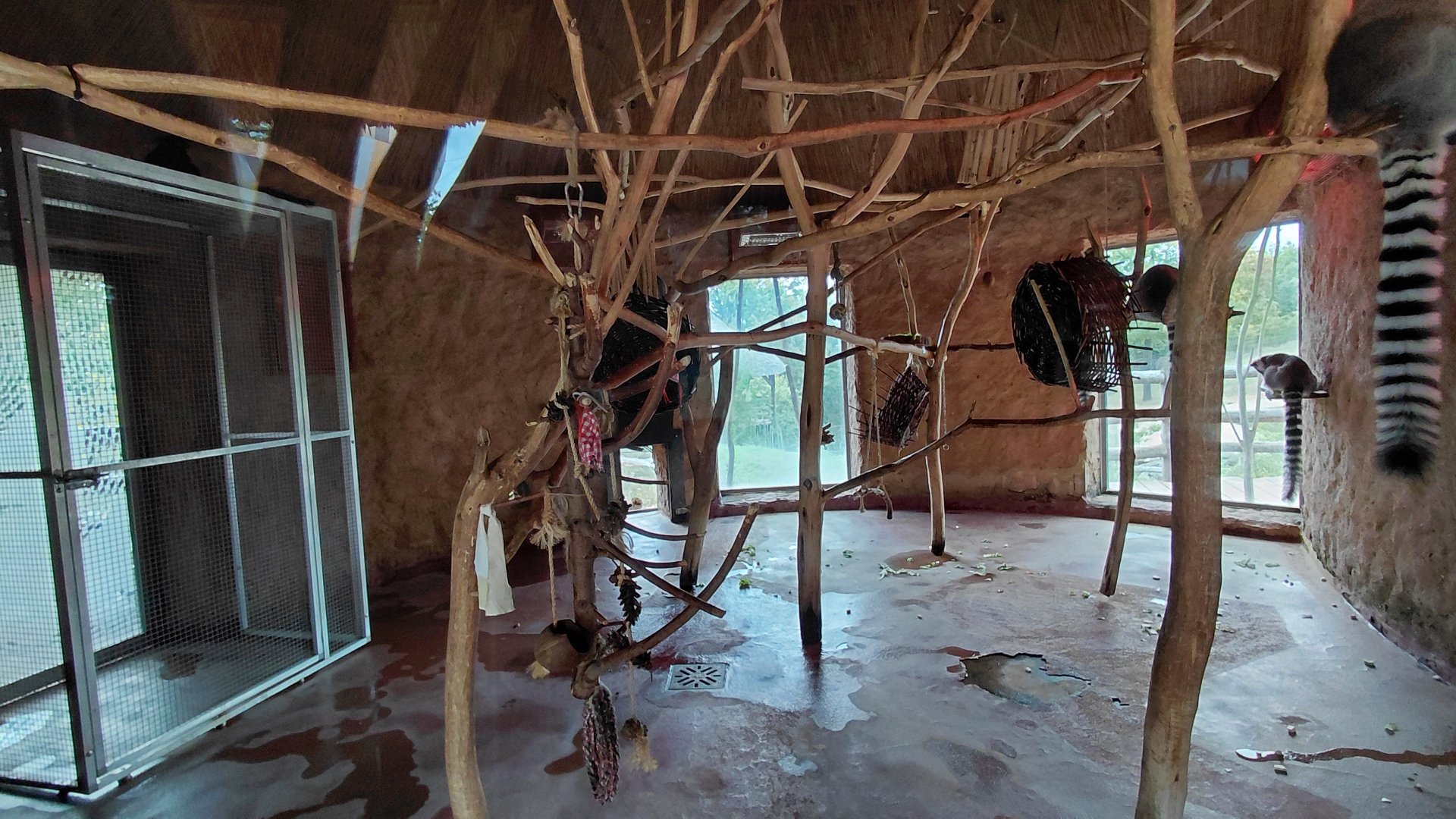 Lemur indoor exhibit