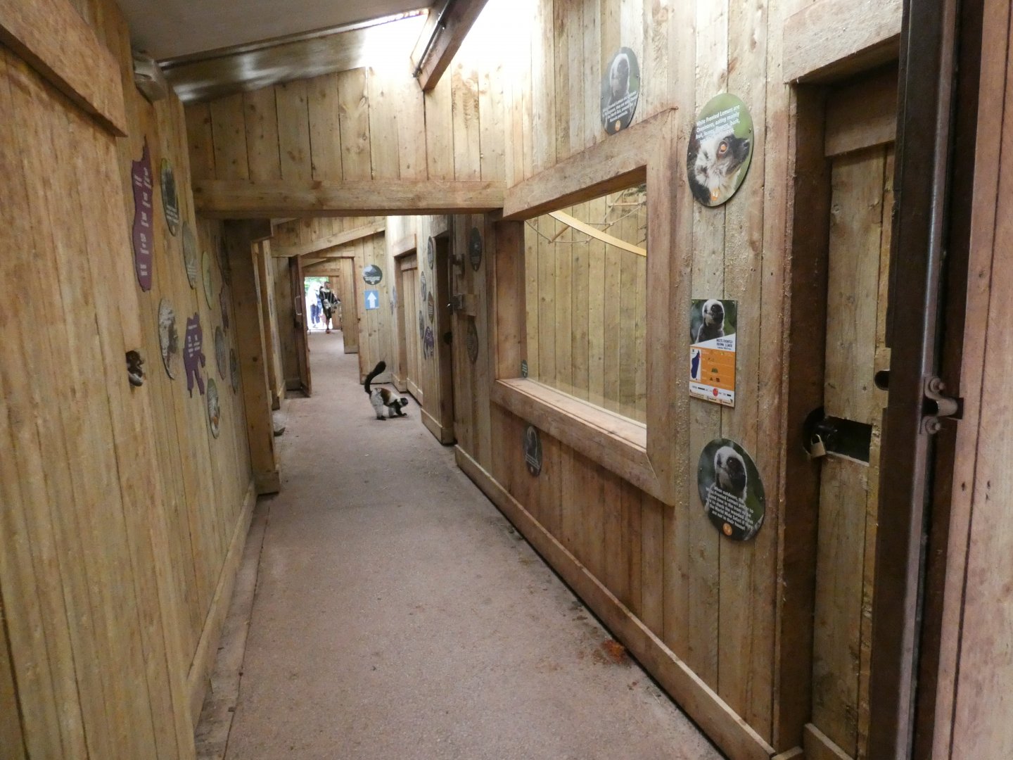 Lemur indoor viewing area