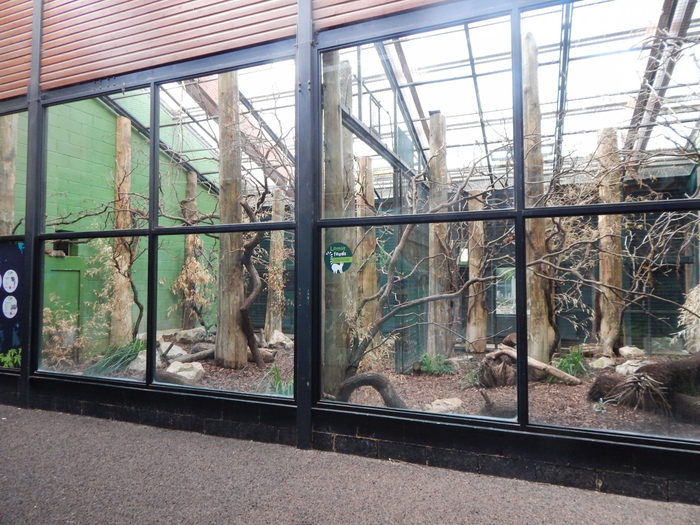 Lemur Indoors 150725