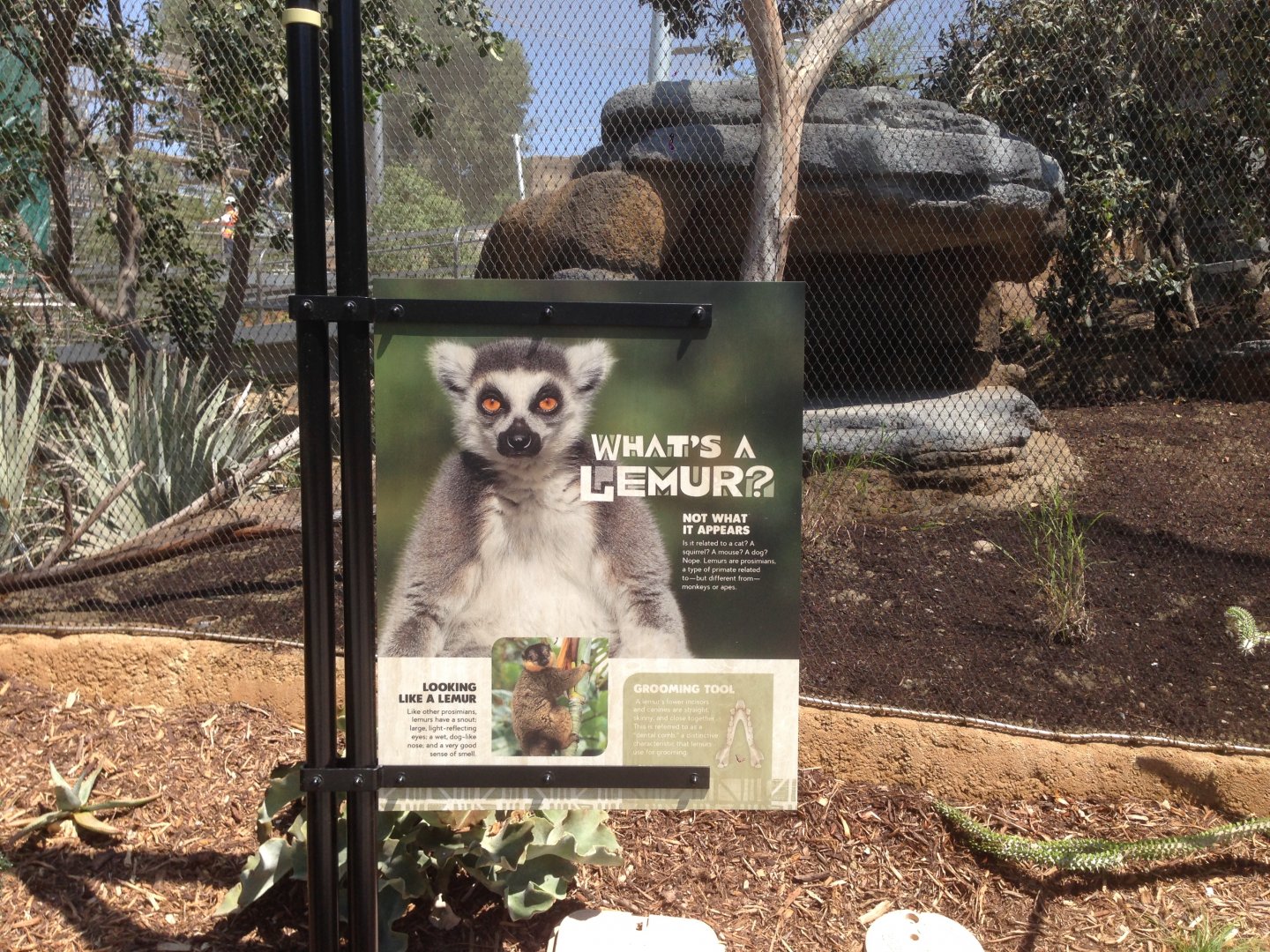 Lemur Info