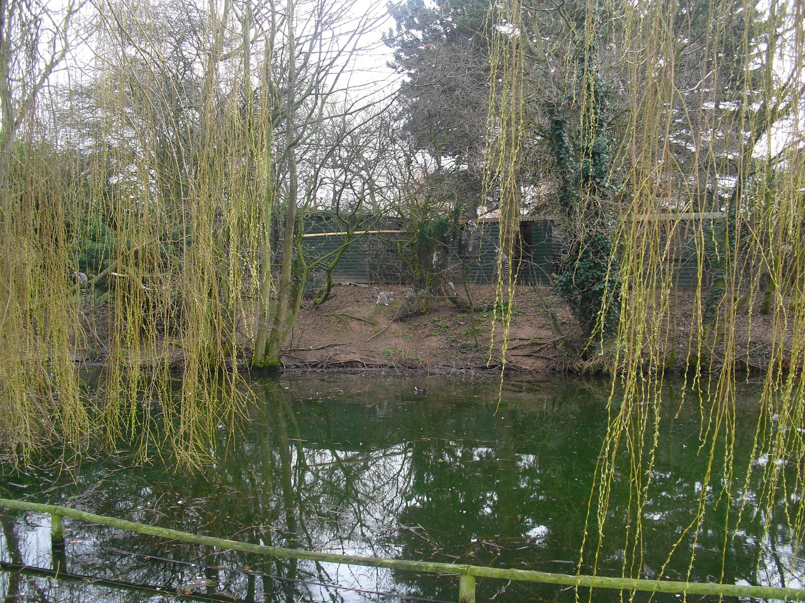 Lemur Island - 16/02/2011