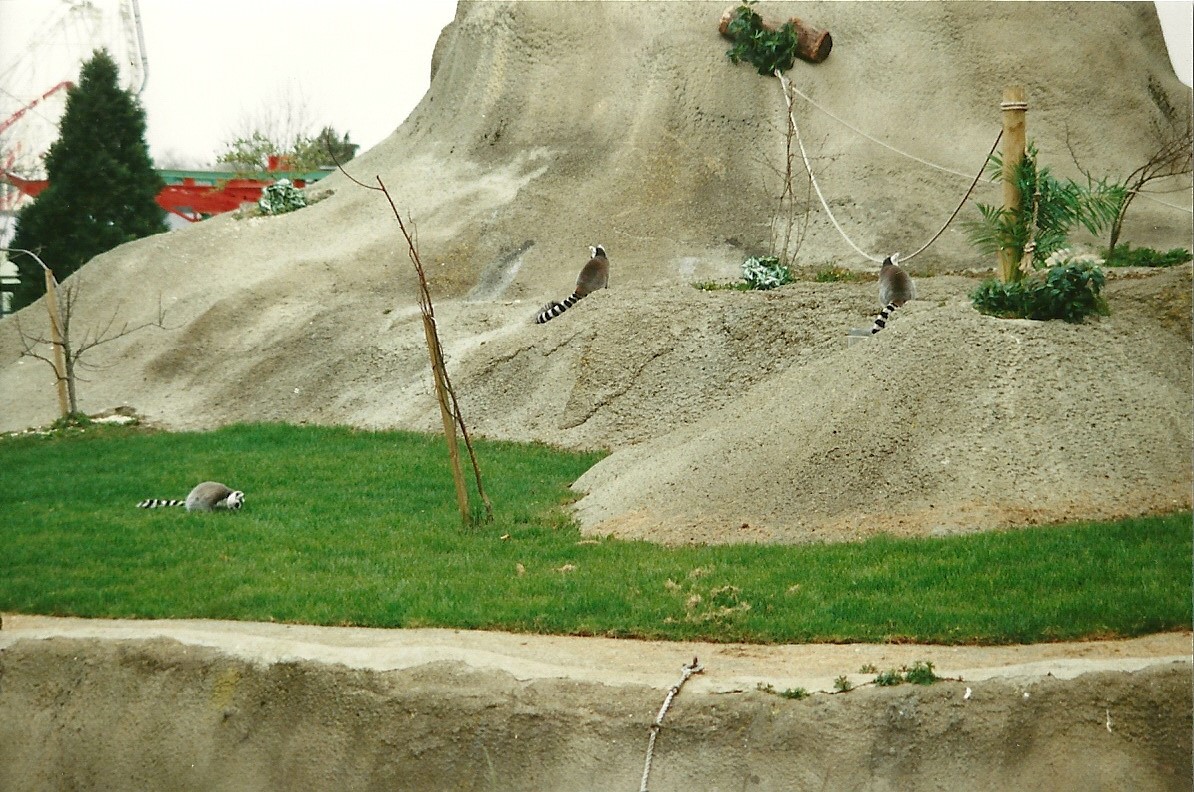 Lemur Island 1st April 2000