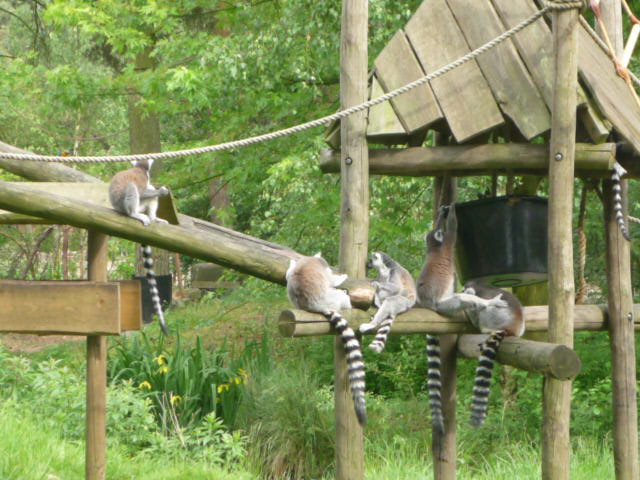 Lemur Island 2