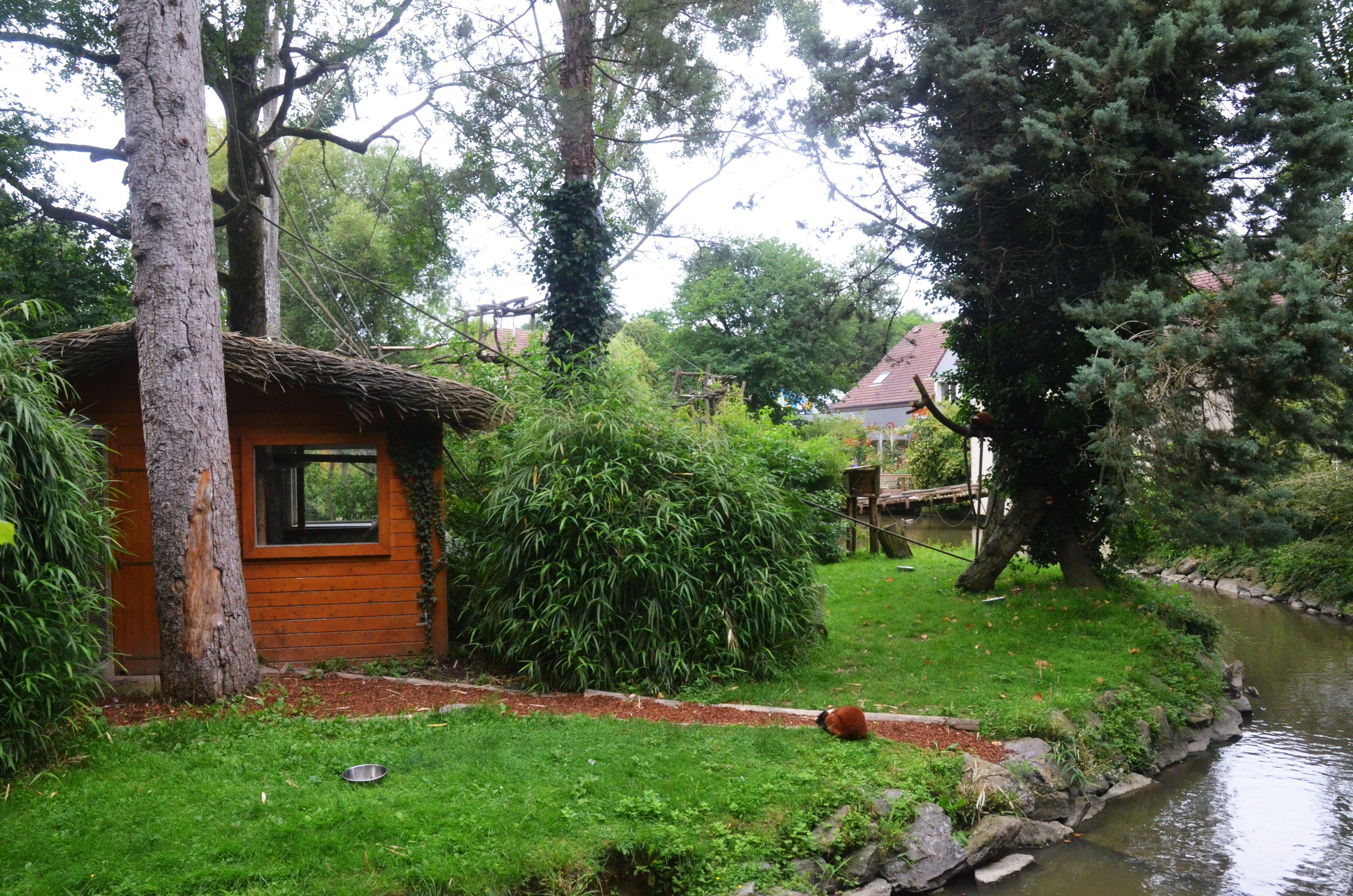 Lemur Island at Beauval, 12/06/18