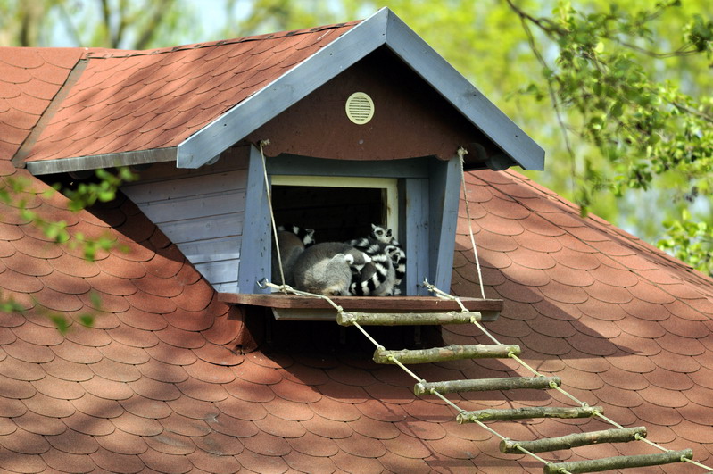 Lemur-island at Tierpark Wismar