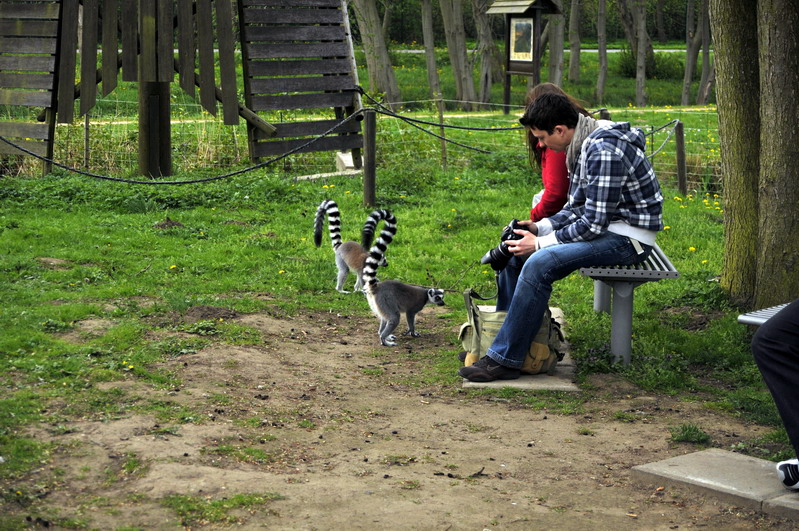 Lemur-island at Tierpark Wismar