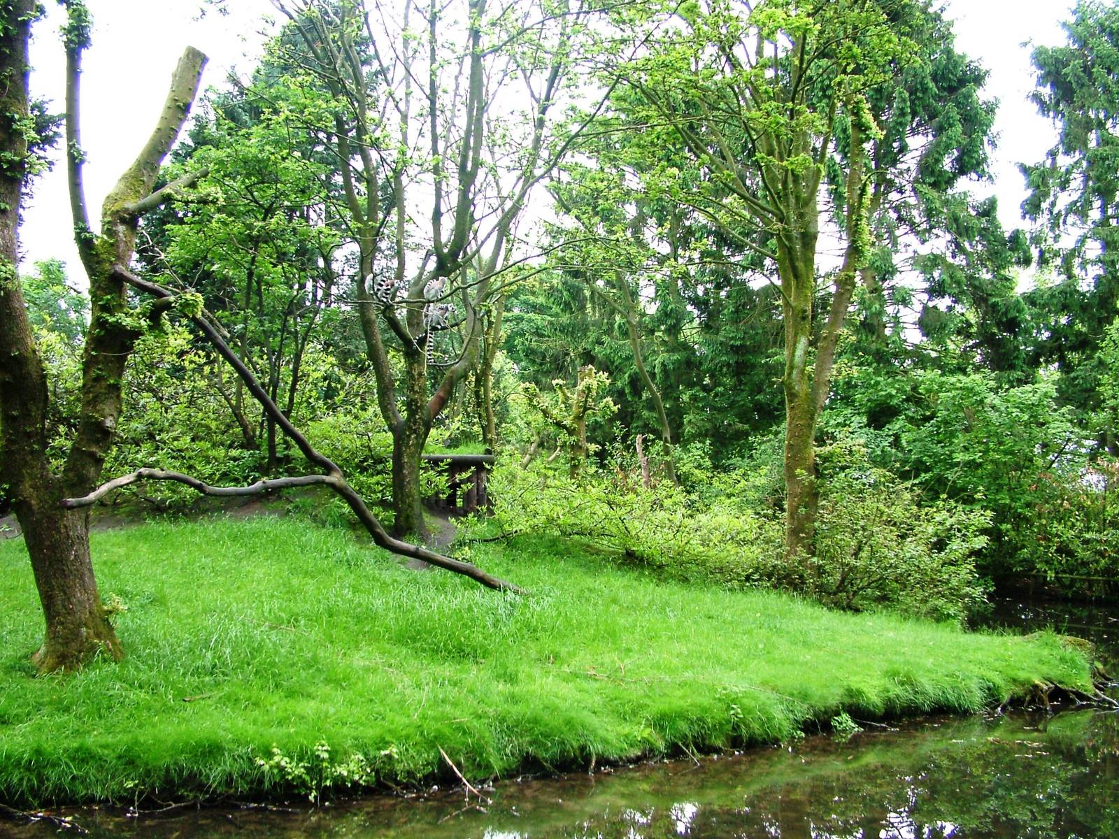Lemur Island at Wissel Zoo, Epe, 01/06/12