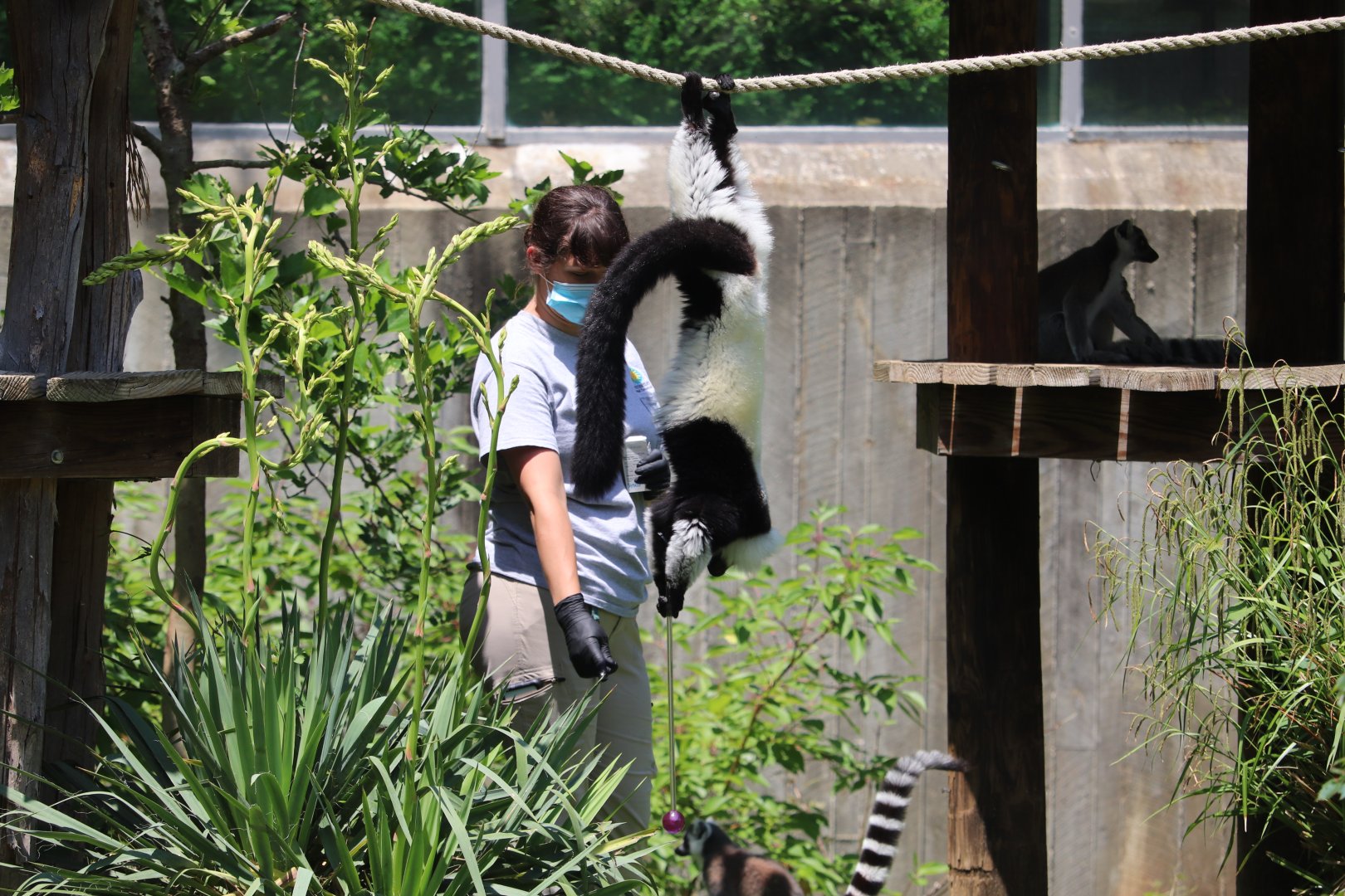 Lemur Island - Black-and-White Ruffed Lemur - Ring-Tailed Lemurs