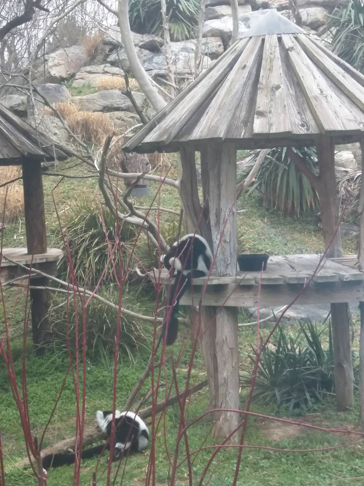 Lemur Island - Black and White Ruffed Lemur