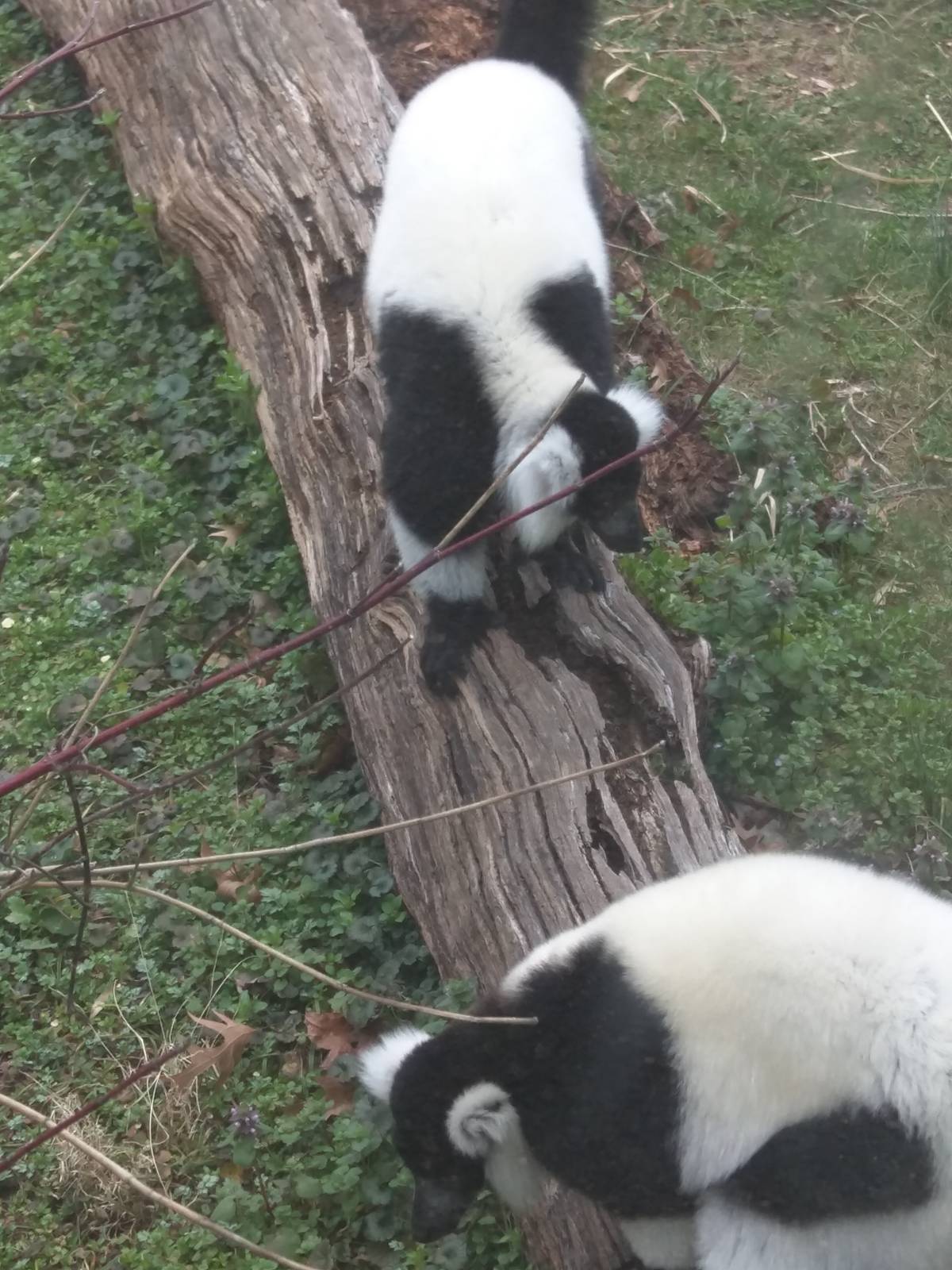 Lemur Island - Black and White Ruffed Lemur