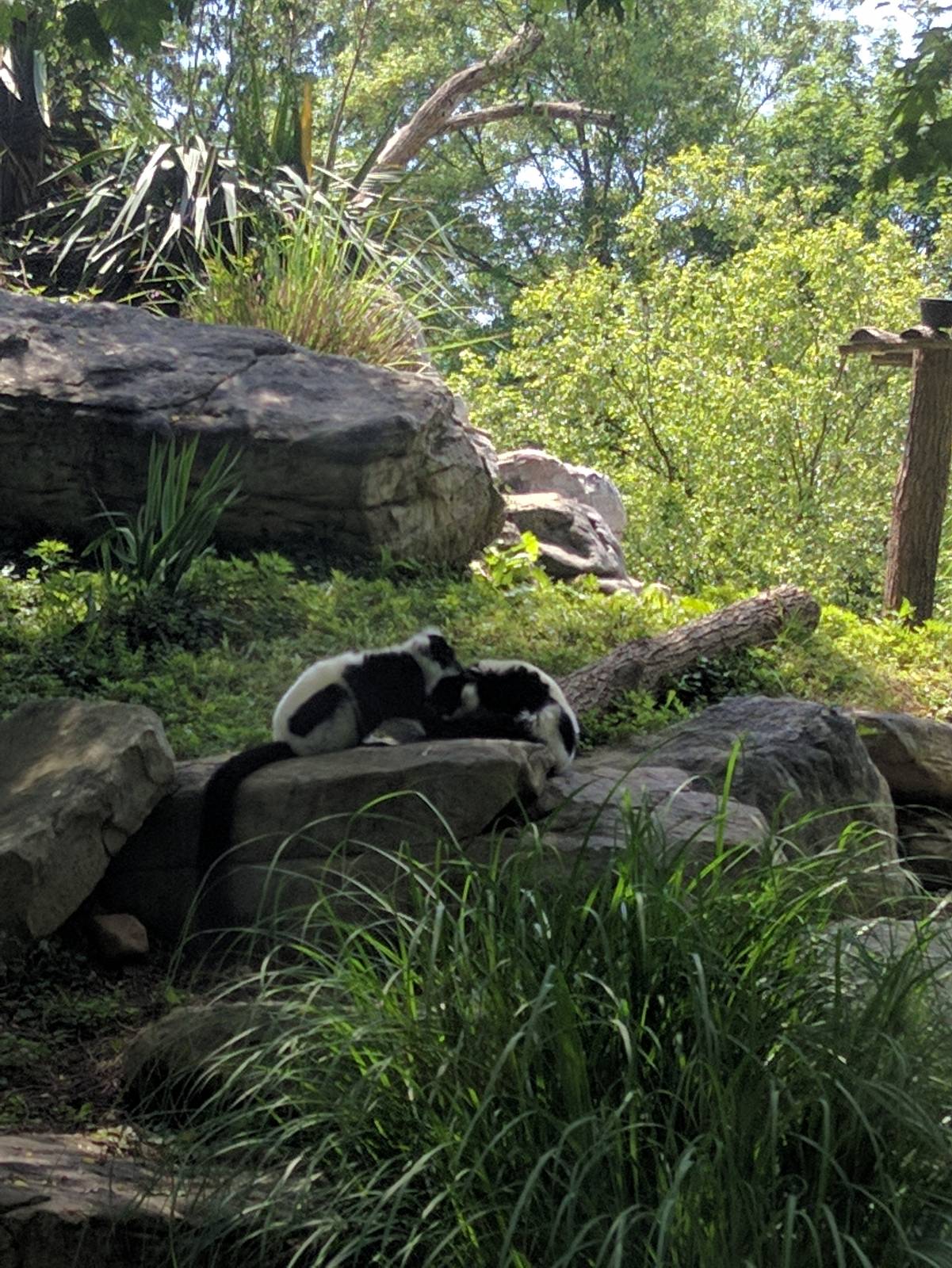 Lemur Island - Black and White Ruffed Lemur