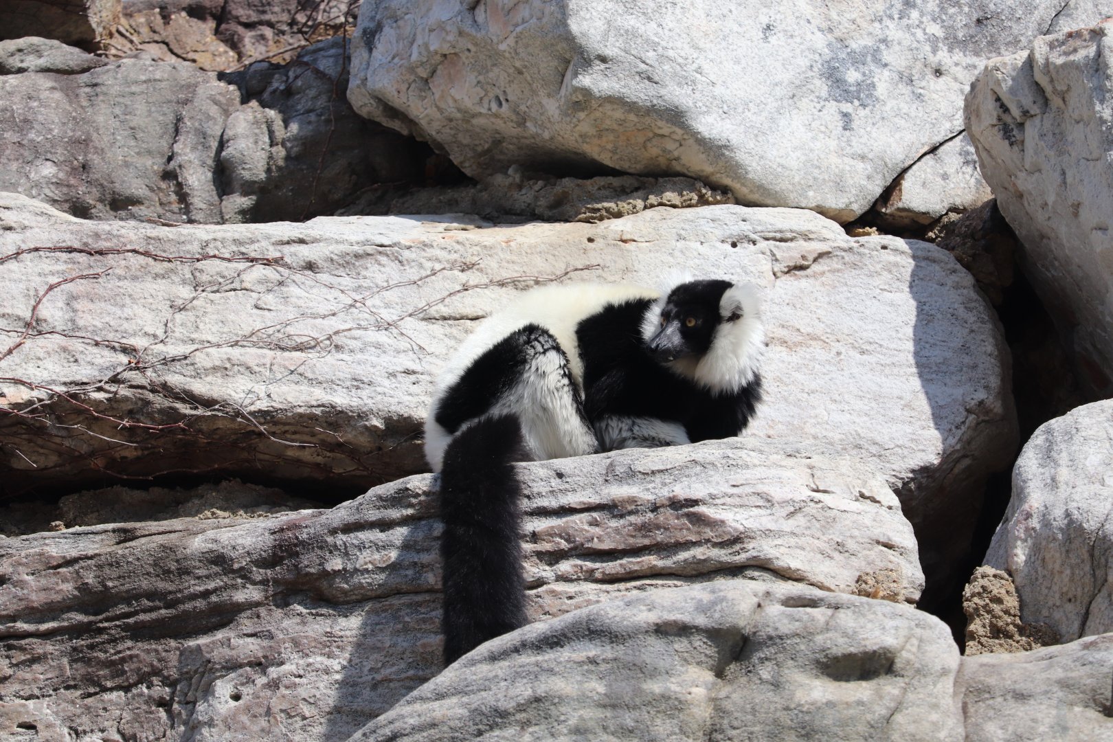 Lemur Island - Black-and-White Ruffed Lemur
