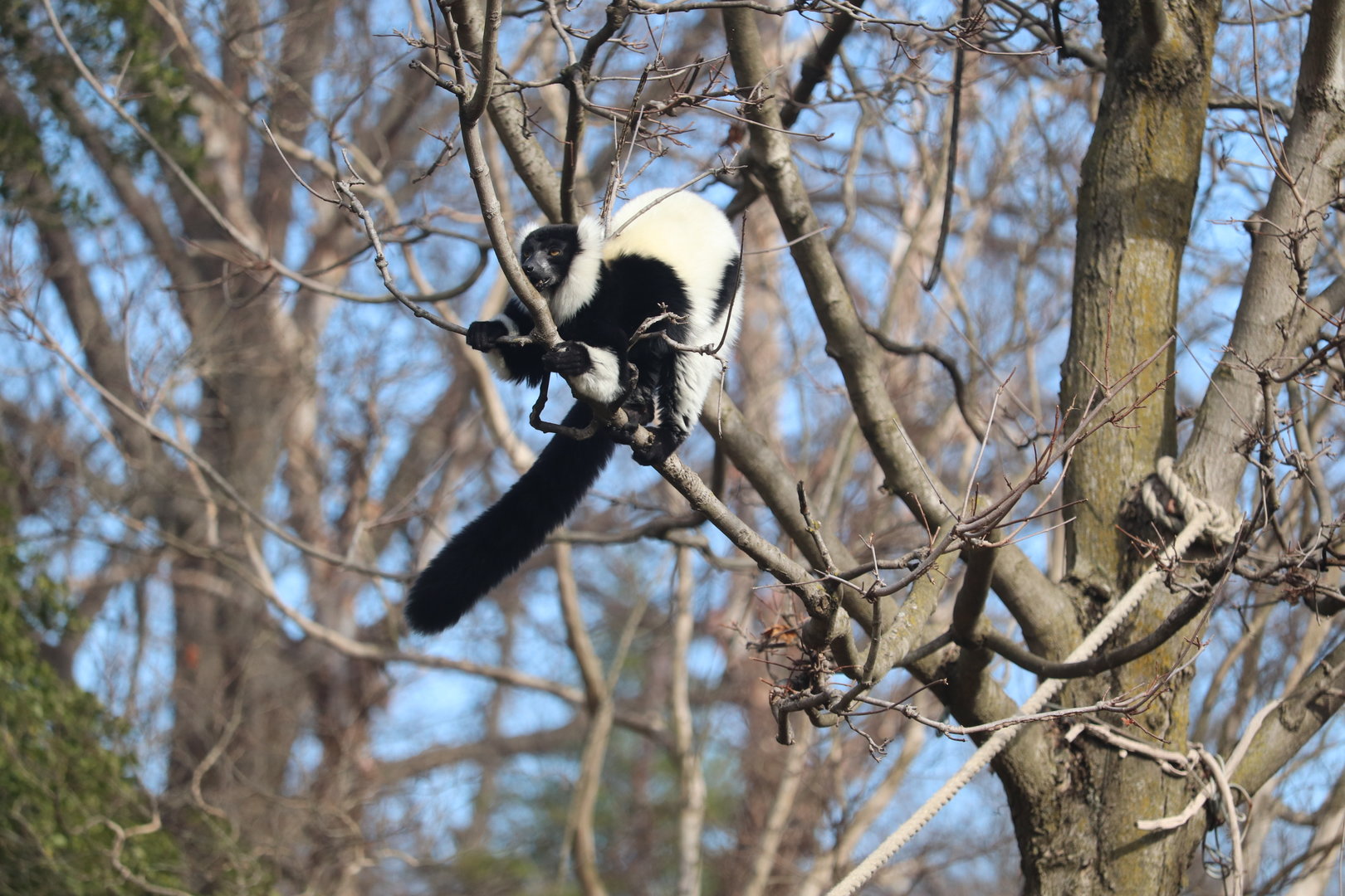 Lemur Island - Black-and-White Ruffed Lemur