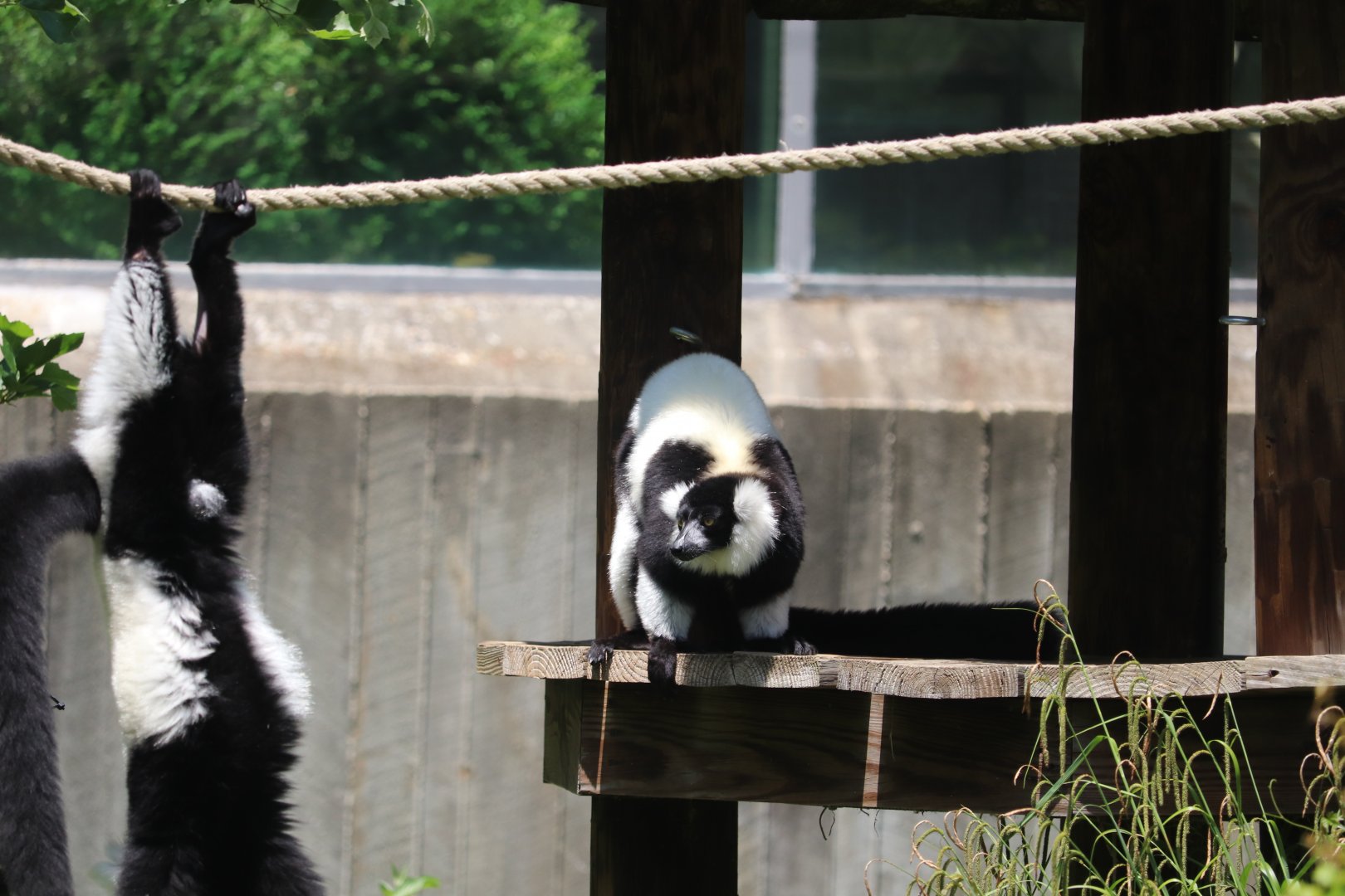 Lemur Island - Black-and-White Ruffed Lemurs