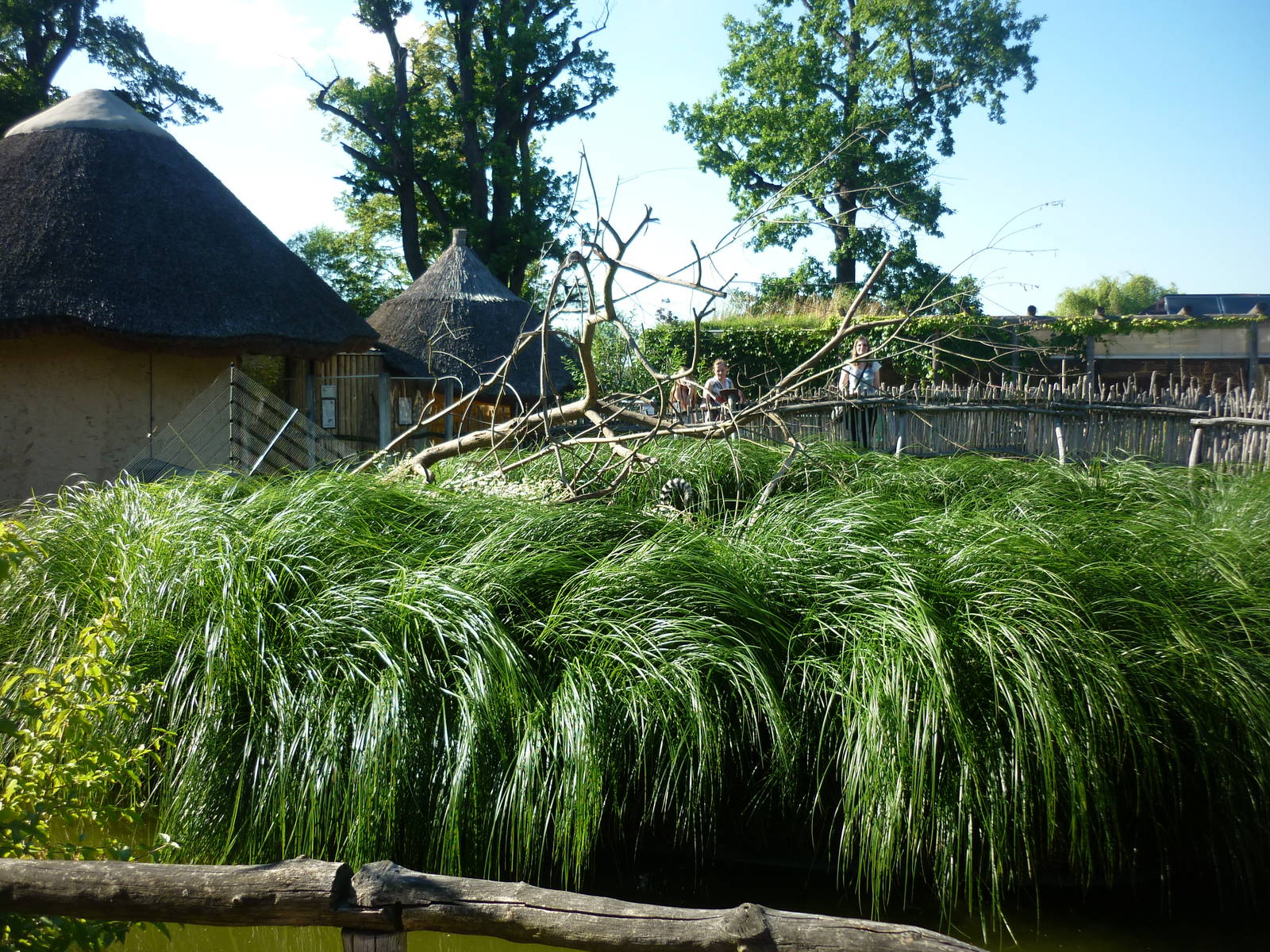 Lemur island, July 2016