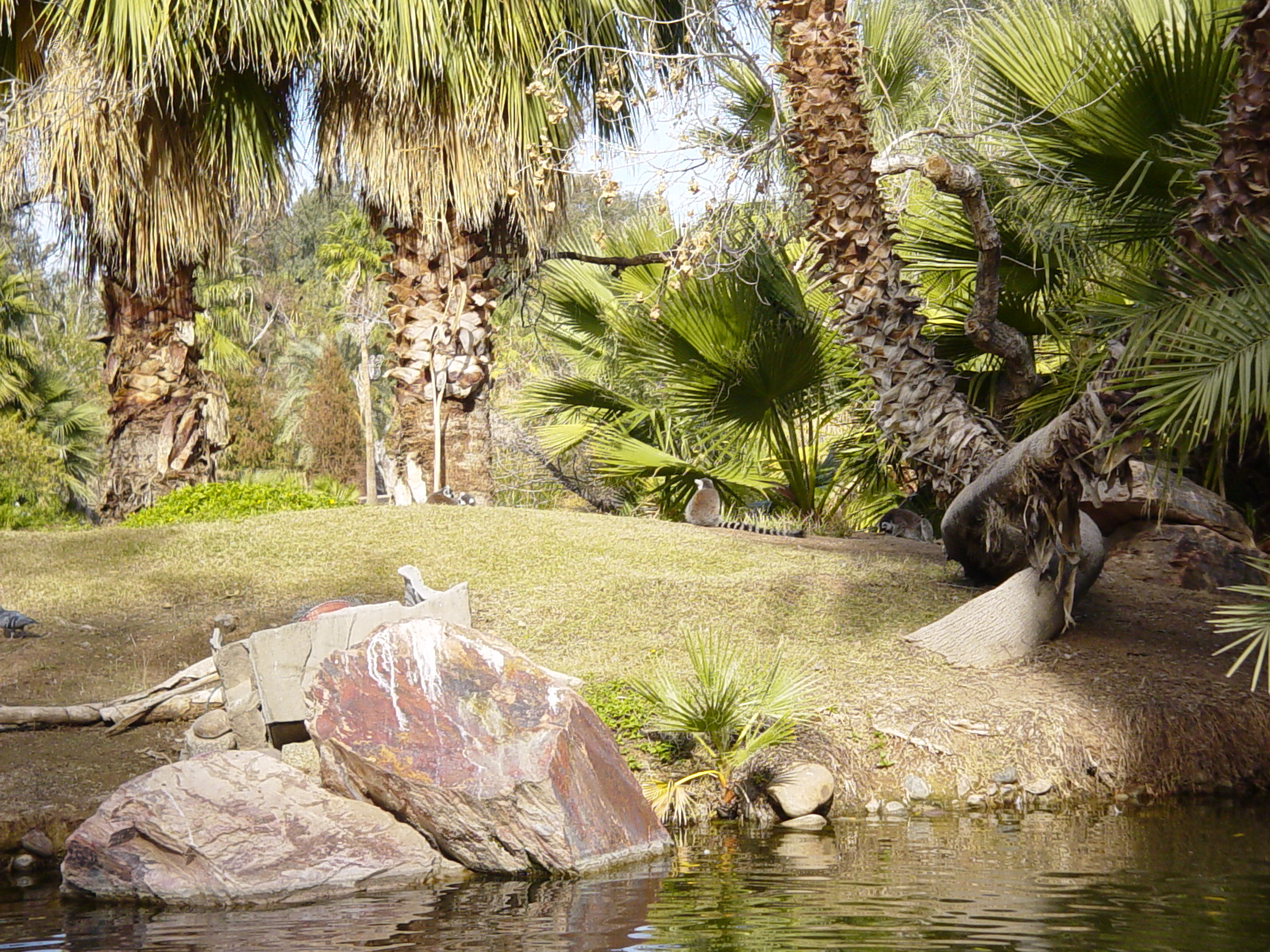 Lemur Island - Phoenix Zoo