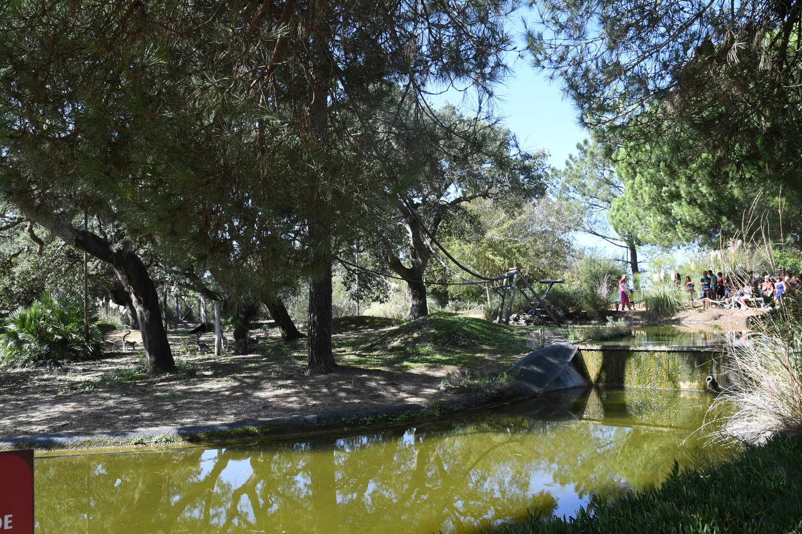 Lemur Island (Ring-tailed and Red-bellied Lemurs)
