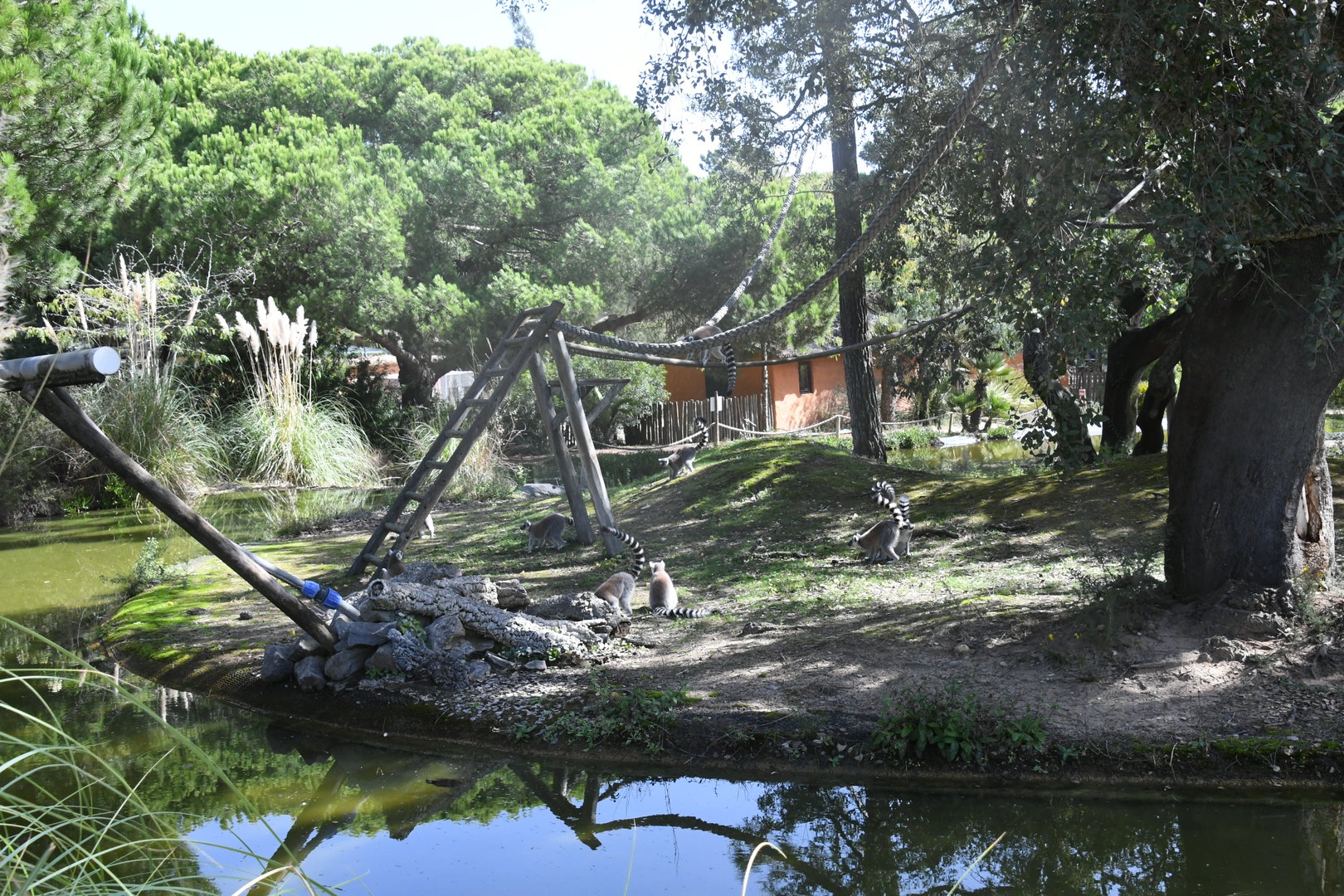 Lemur Island (Ring-tailed and Red-bellied Lemurs)