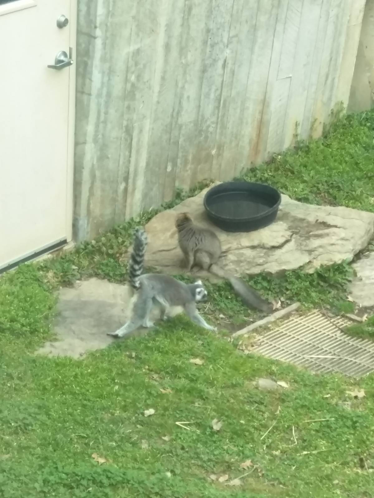 Lemur Island - Ring Tailed and Red Fronted Lemur