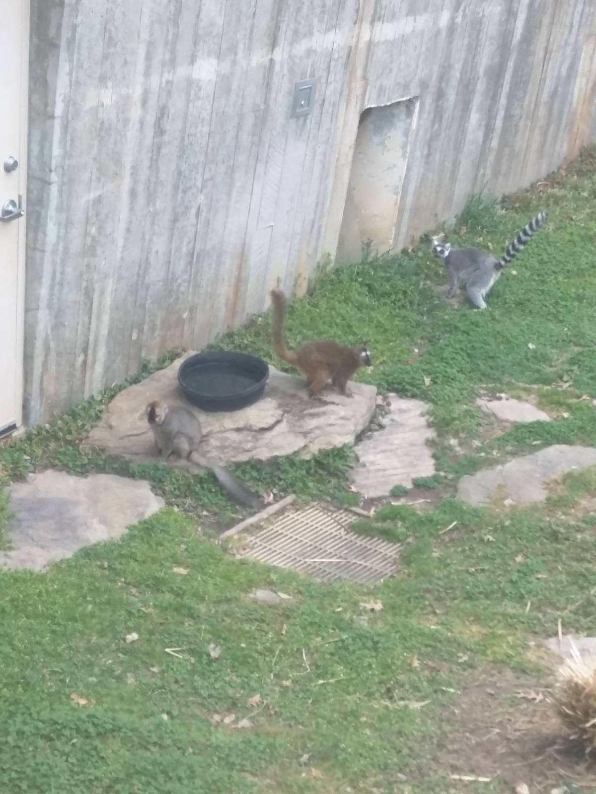 Lemur Island - Ring Tailed and Red Fronted Lemur
