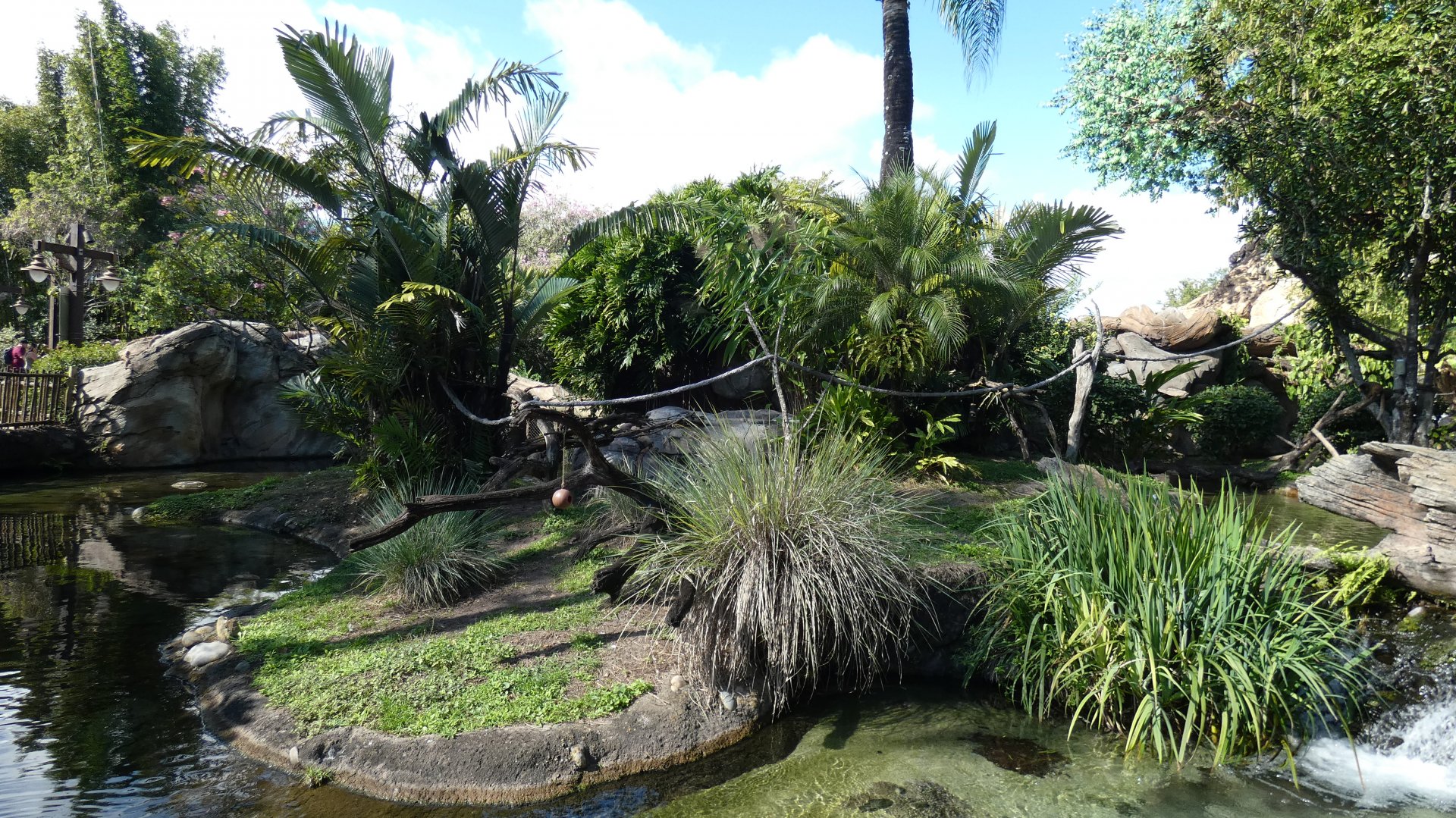 Lemur Island (Ring tailed & Collard Brown), Discovery Island Trails - Jan. 2022