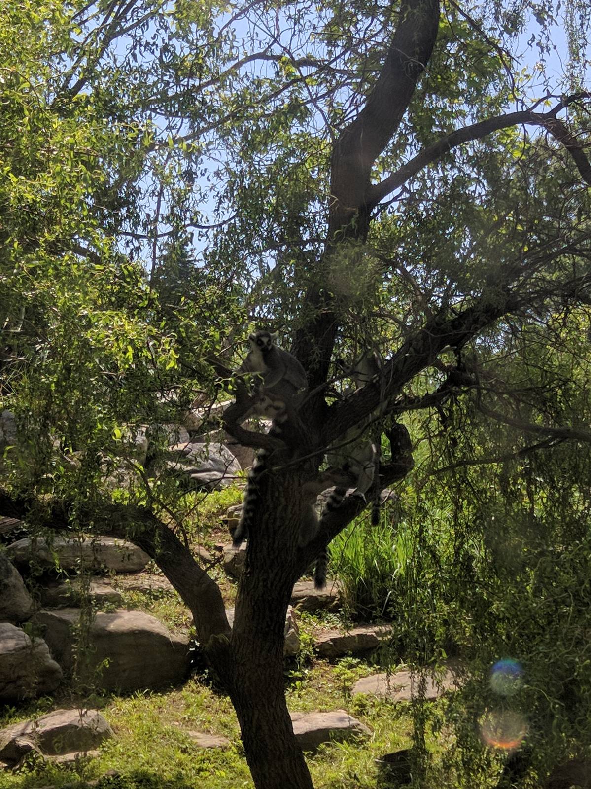Lemur Island - Ring Tailed Lemur
