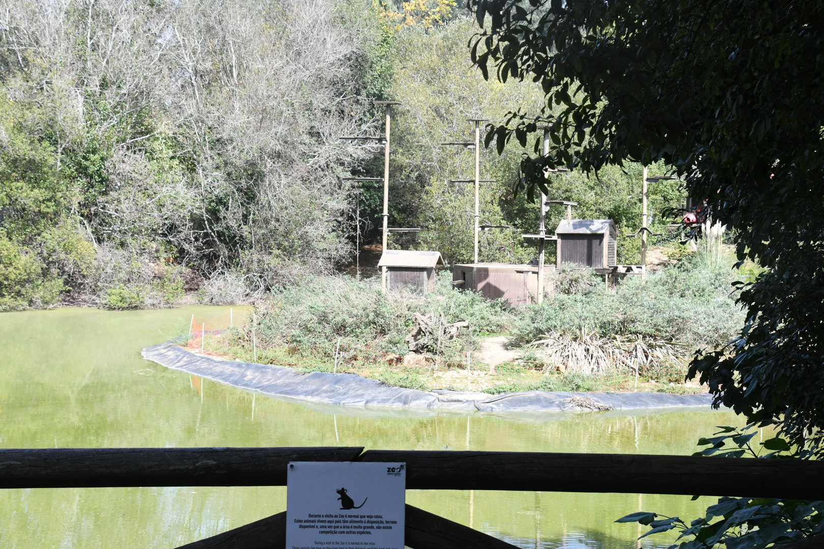 Lemur Island (Ring-tailed Lemurs)