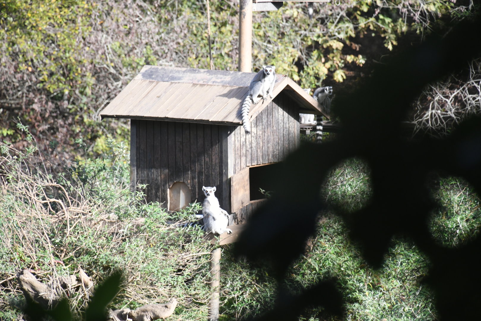 Lemur Island (Ring-tailed Lemurs)