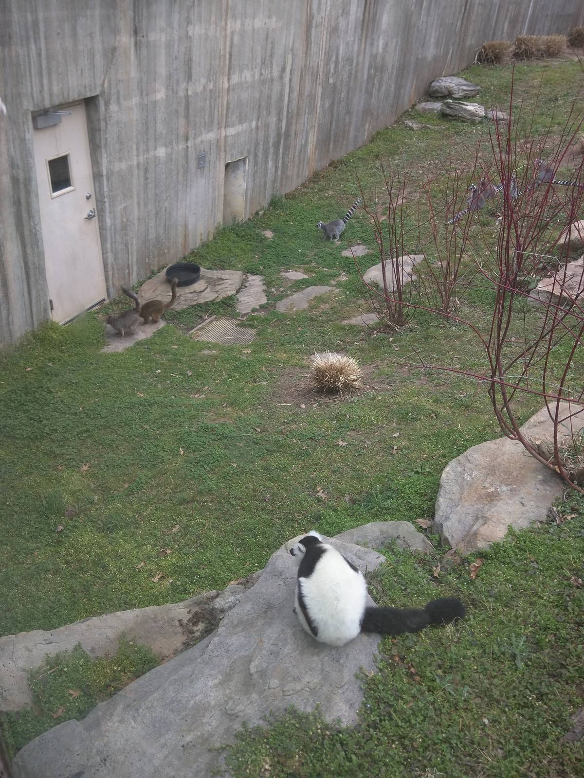 Lemur Island - Ring Tailed, Red Fronted and Black and White Ruffed Lemur