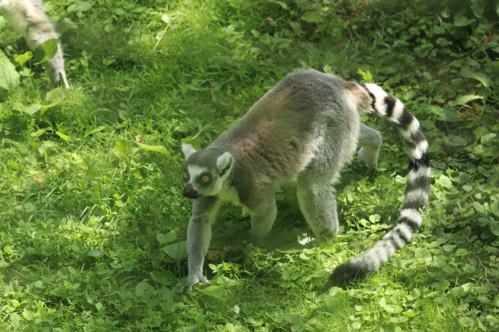Lemur Island - Ringed-Tailed Lemur