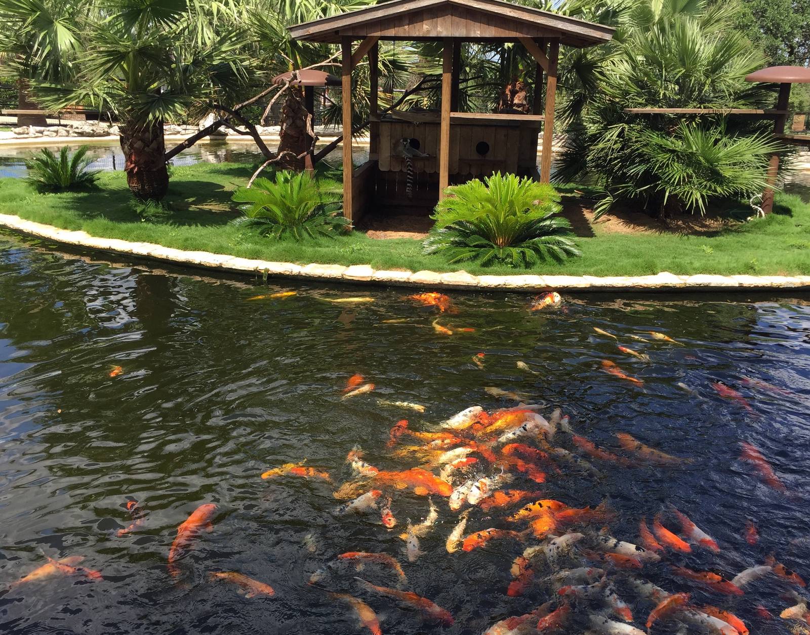Lemur Island - Ringtailed Lemurs and Koi.