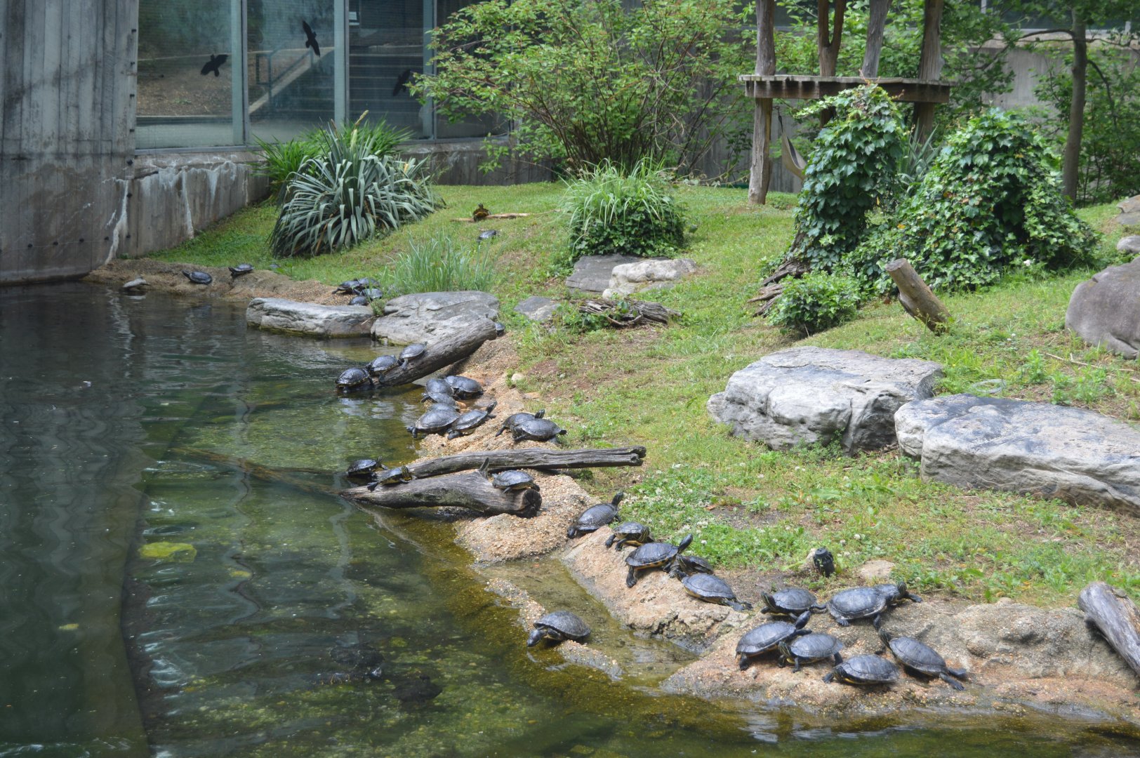 Lemur Island - Turtle Party