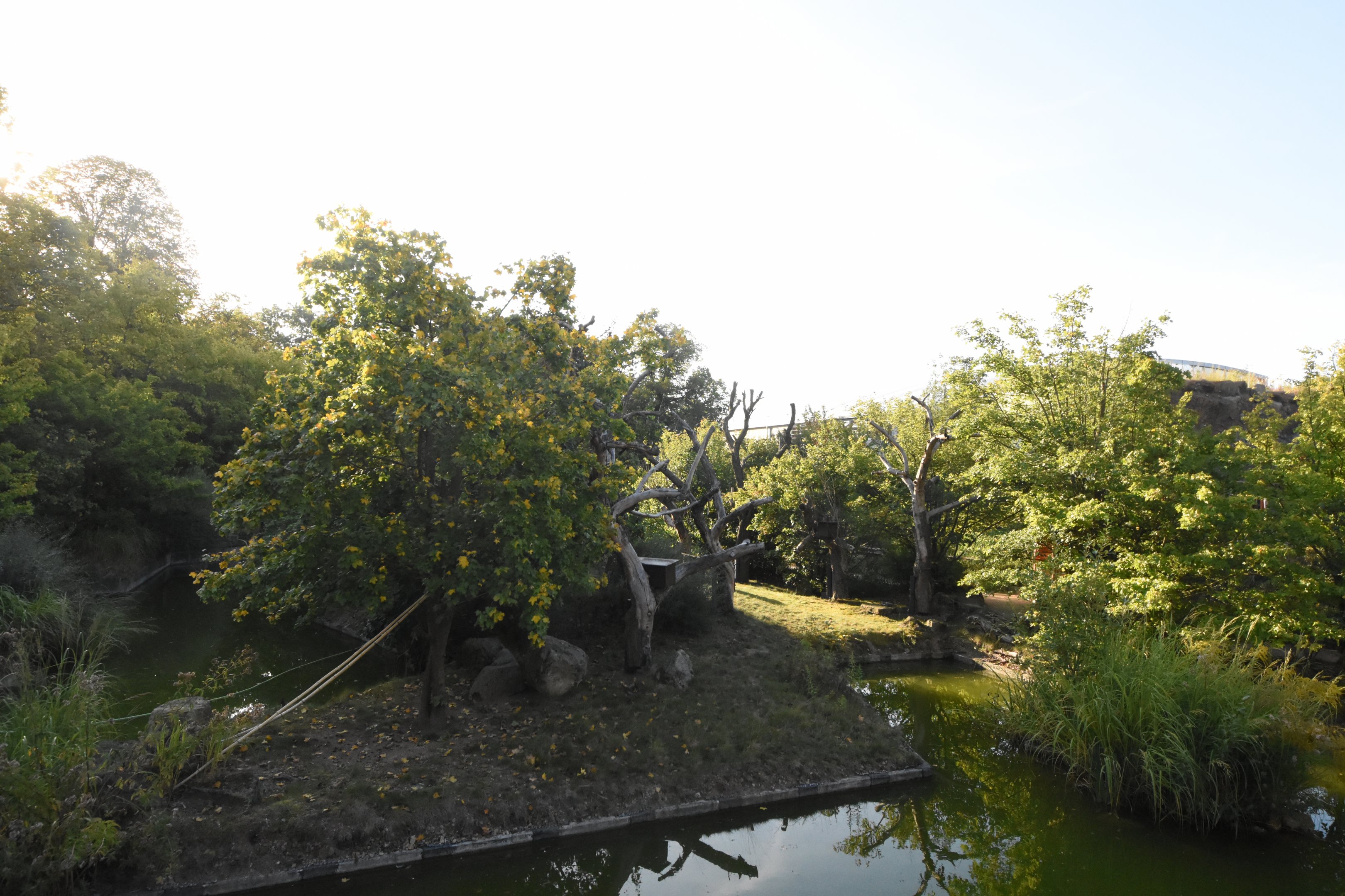 Lemur island walkthrough