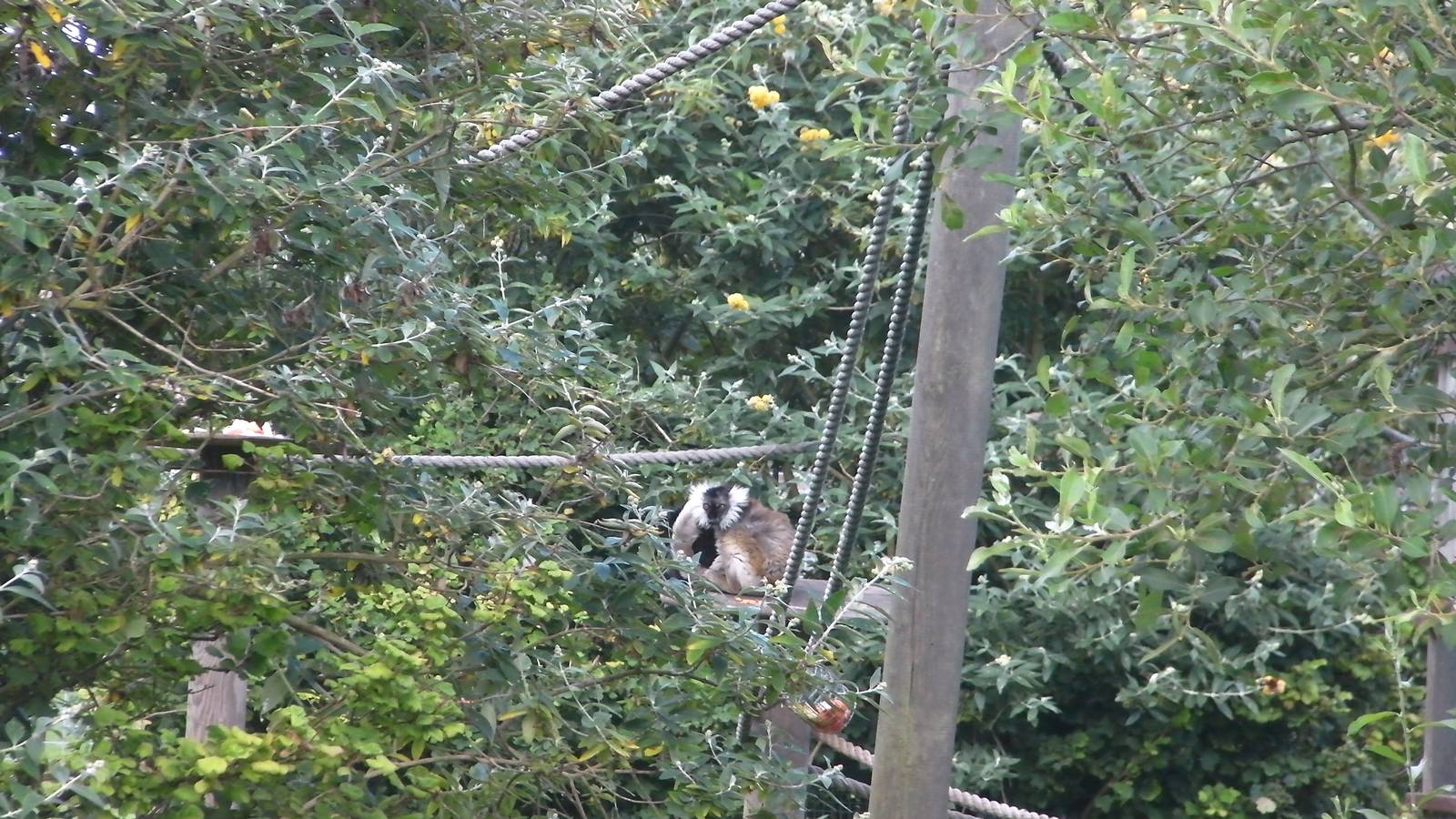 Lemur Islands - 27.07.2011