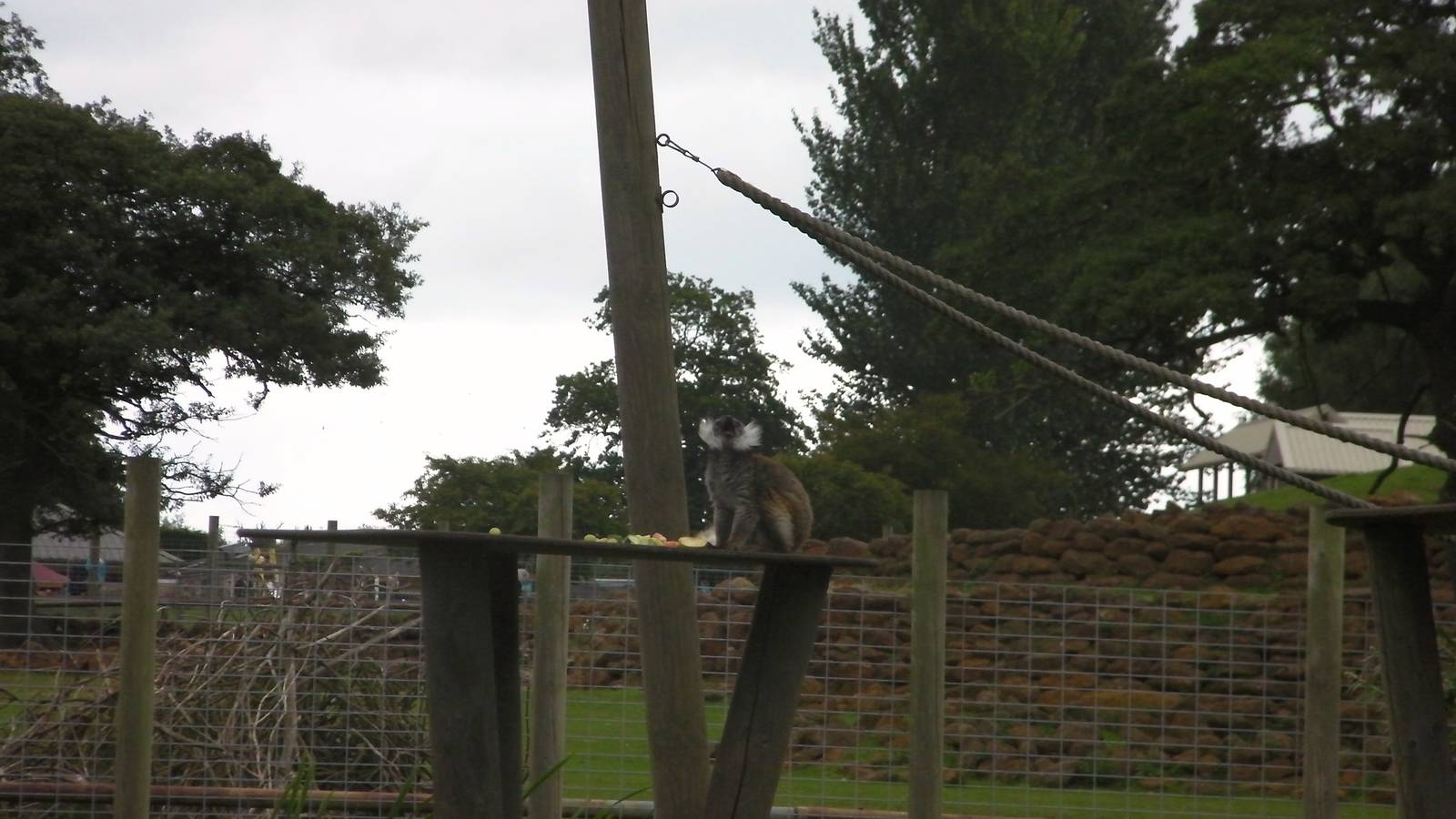 Lemur Islands - 29.07.2011