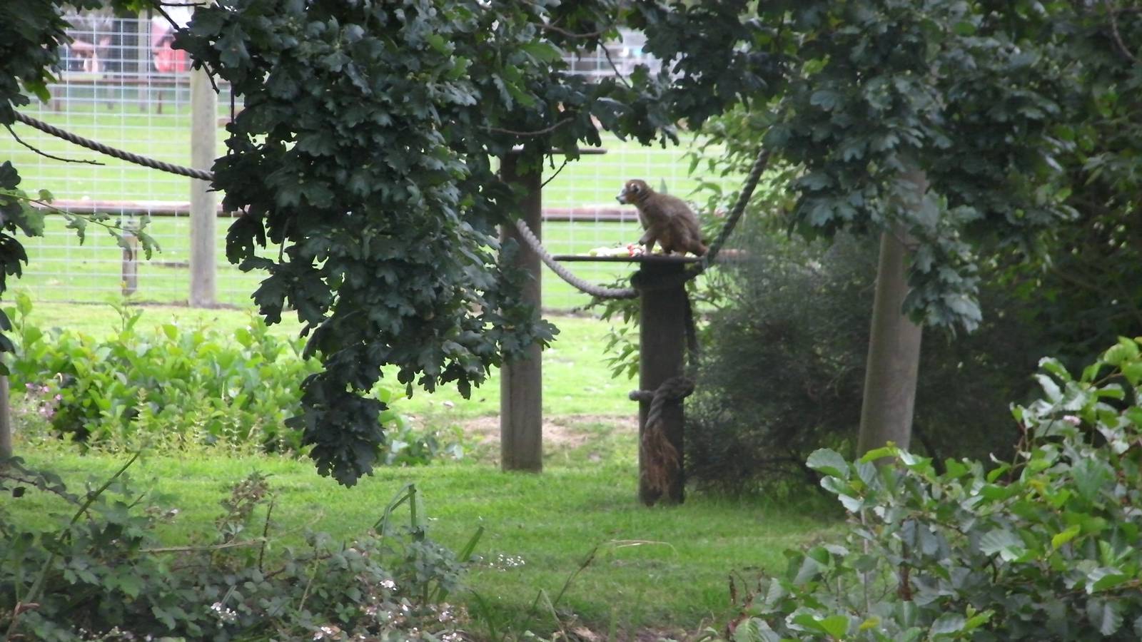 Lemur Islands - 29.07.2011