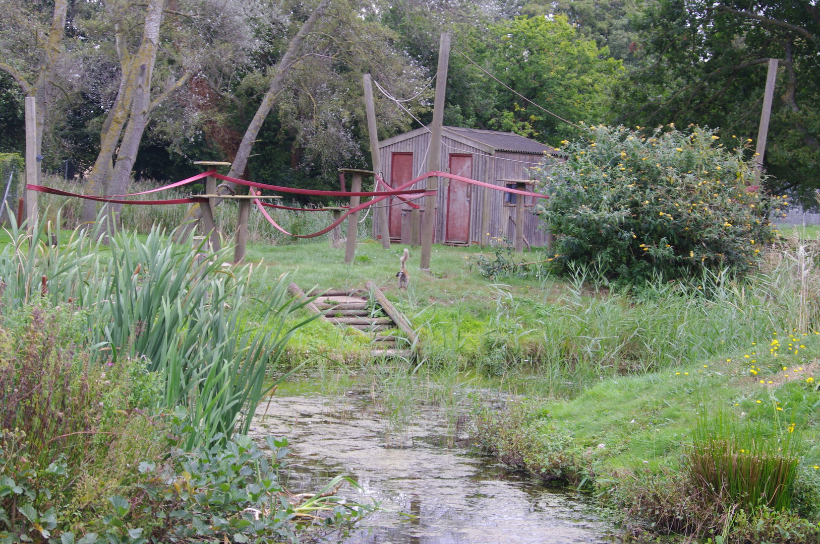 Lemur islands- Black Lemur island with the Mongoose to the left and Red-ruffed to the right- 1/10/2023
