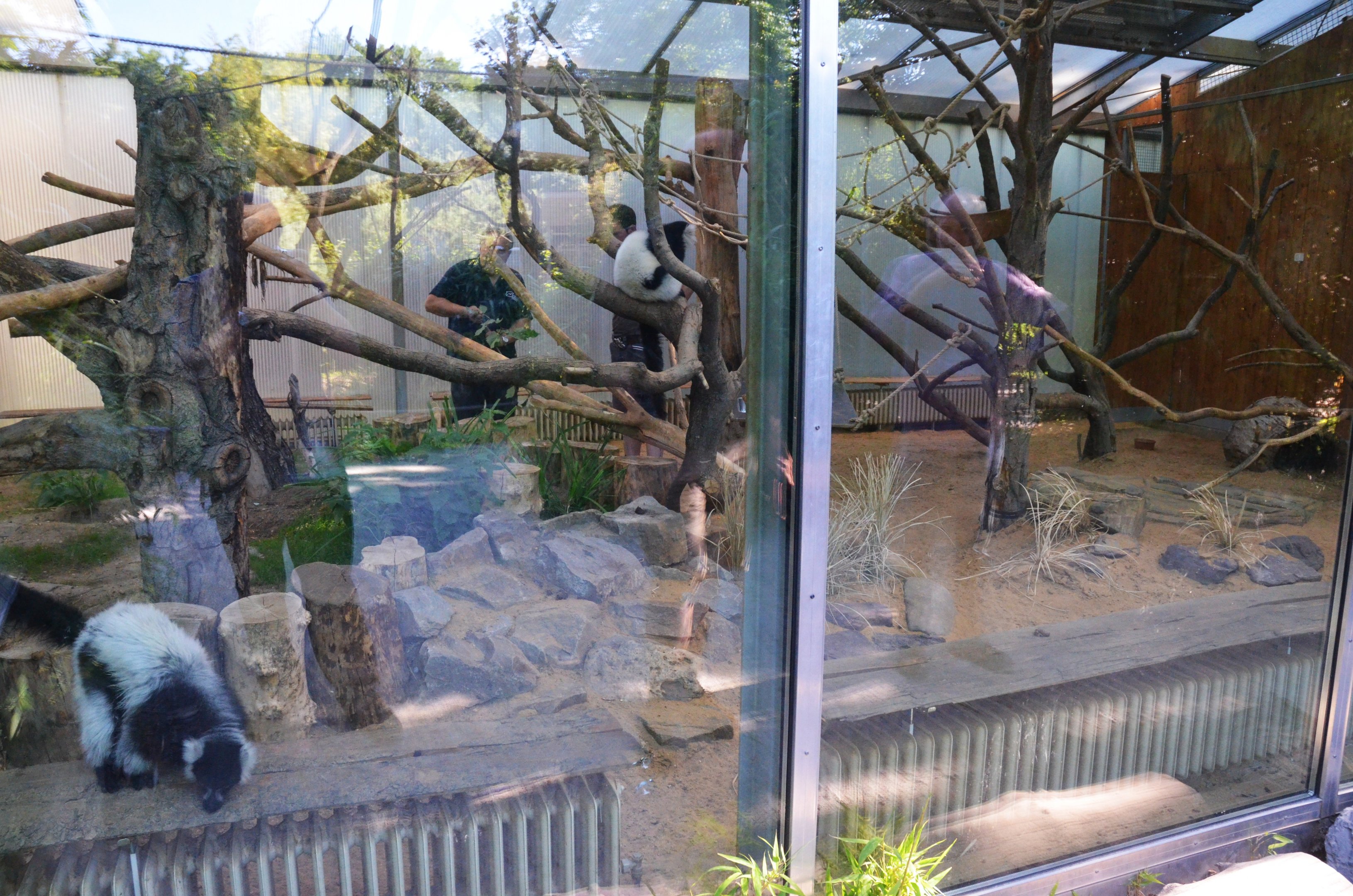 Lemur/Jumping Rat Housing at Duisburg, 17/06/19