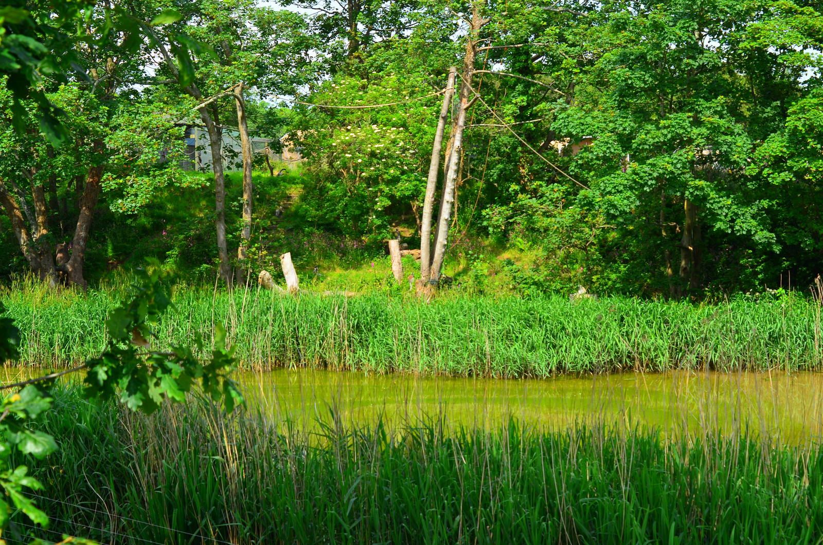 Lemur Lake exhibit - view from the Gentle Lemur section