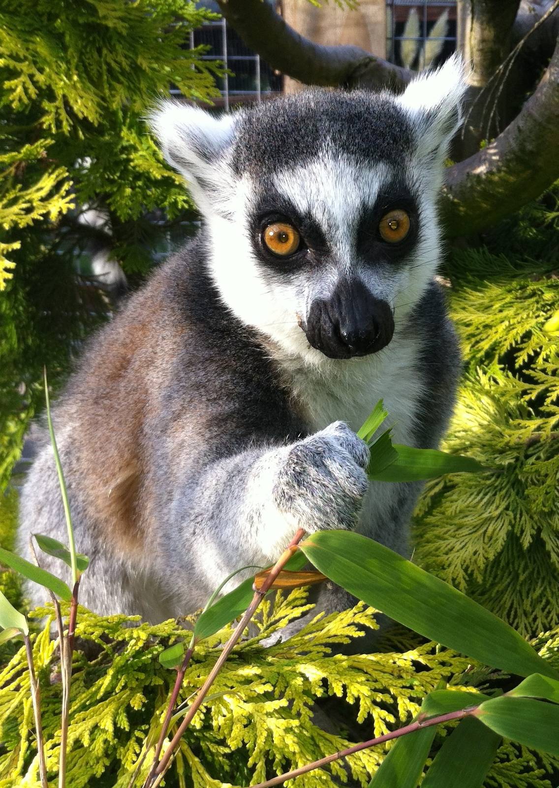 Lemur land - Sewerby Zoo