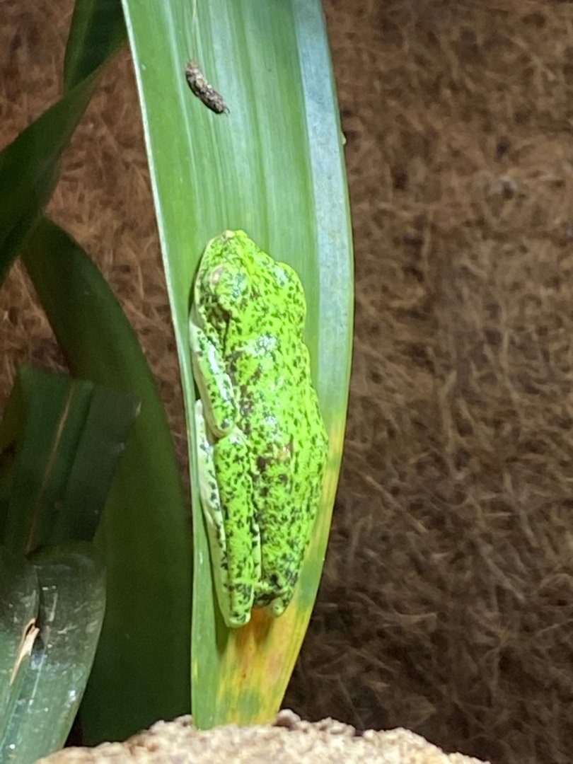Lemur leaf frog 021120