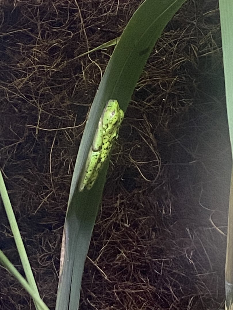 Lemur leaf frog 250623