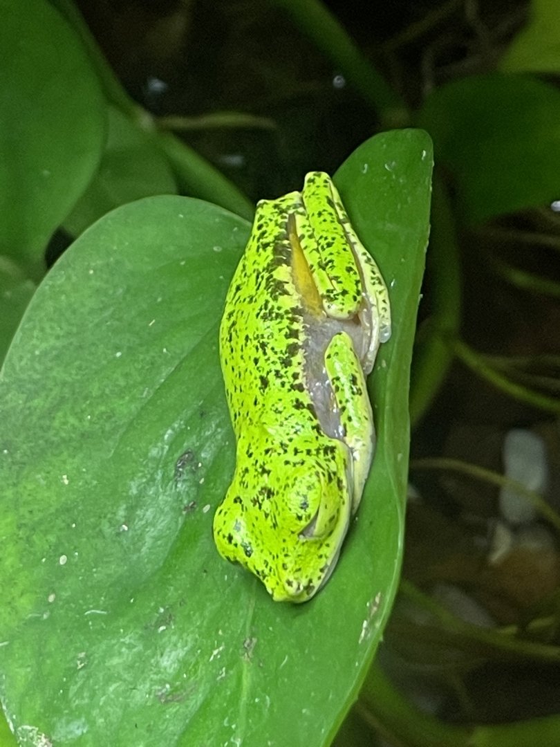 Lemur leaf frog (Agalychnis lemur)